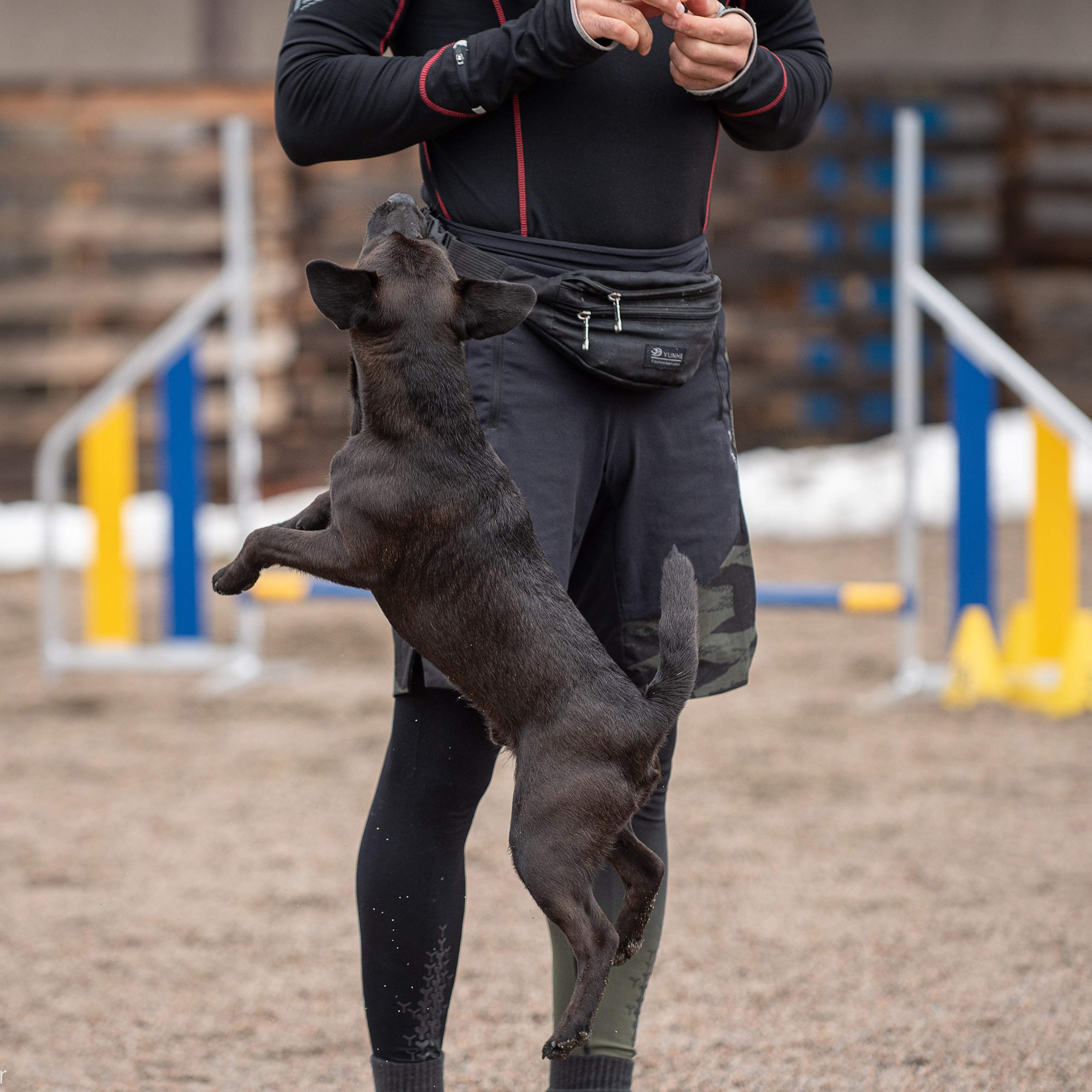 Client Reviews | Pet Photography by Tanya Asfir, Belgrade. Tanya Asfir — Pet & Animal Photographer | Belgrade, Serbia