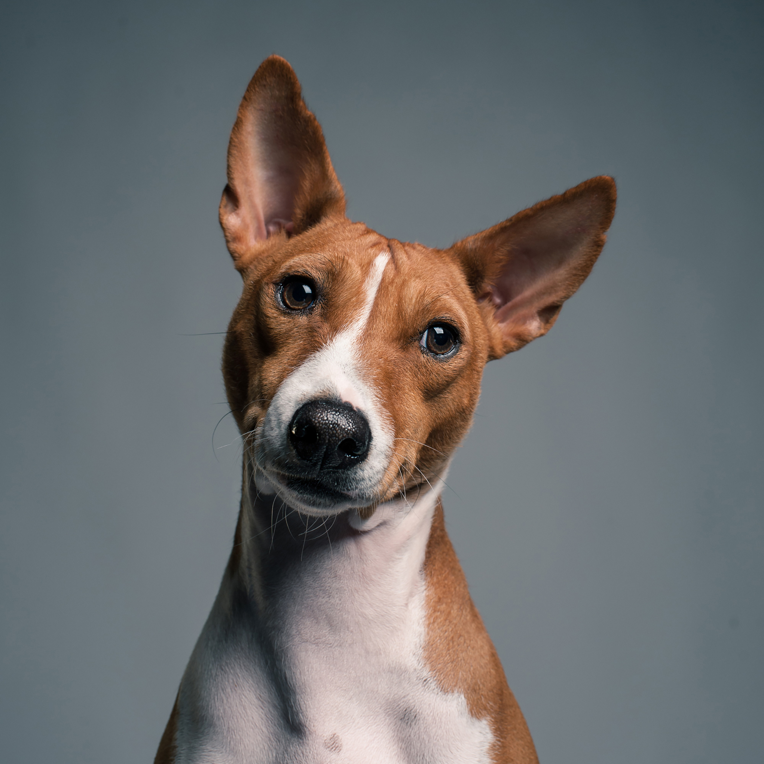 Mimika Project — Human & Dog Expressions | Tanya Asfir, Belgrade. Tanya Asfir — Pet & Animal Photographer | Belgrade, Serbia