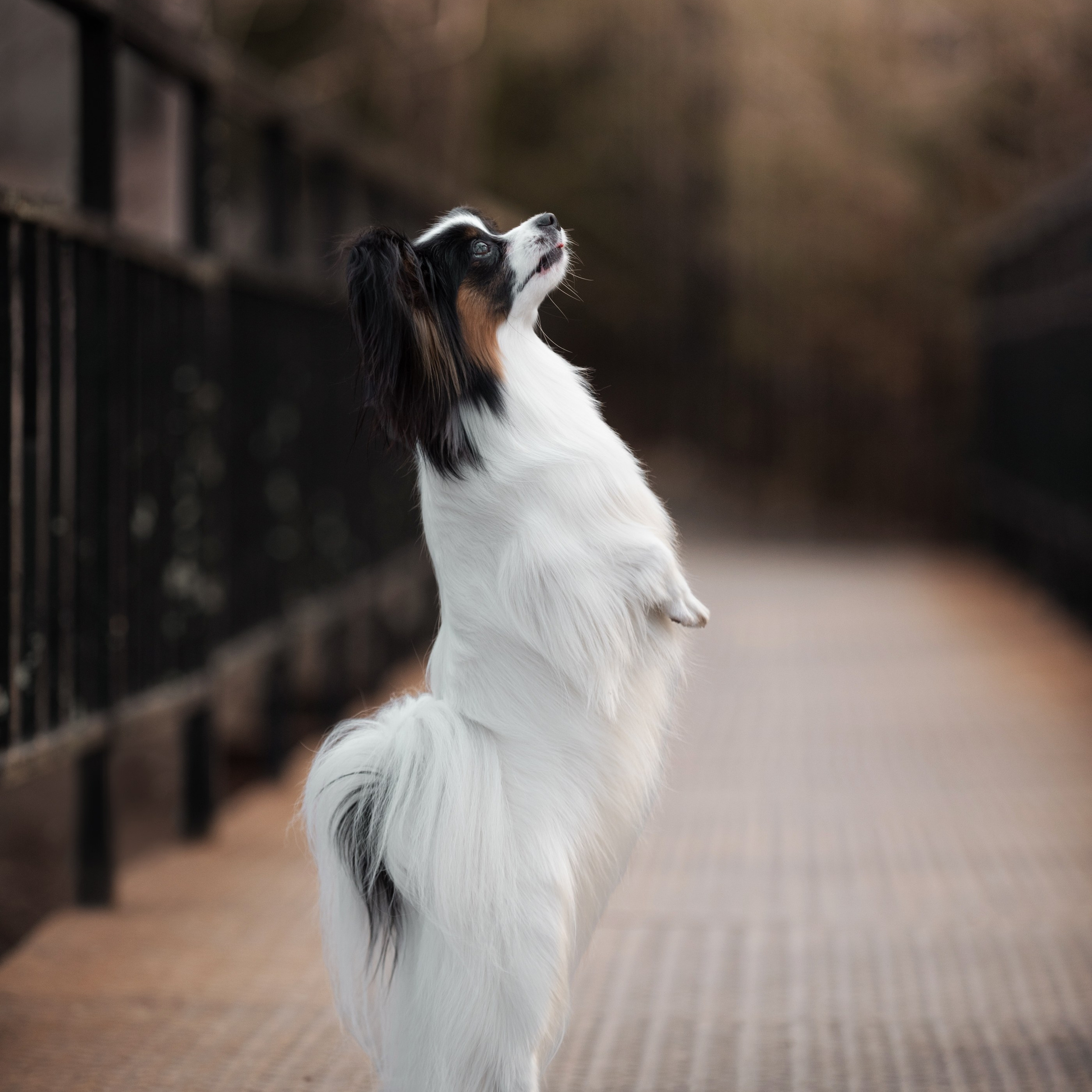 Client Reviews | Pet Photography by Tanya Asfir, Belgrade. Tanya Asfir — Pet & Animal Photographer | Belgrade, Serbia