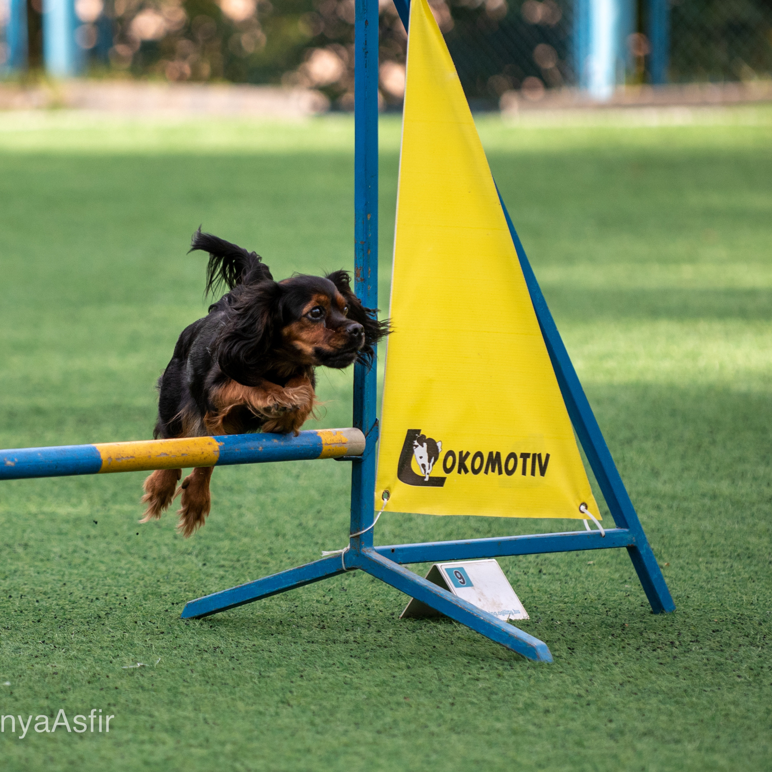 Client Reviews | Pet Photography by Tanya Asfir, Belgrade. Tanya Asfir — Pet & Animal Photographer | Belgrade, Serbia