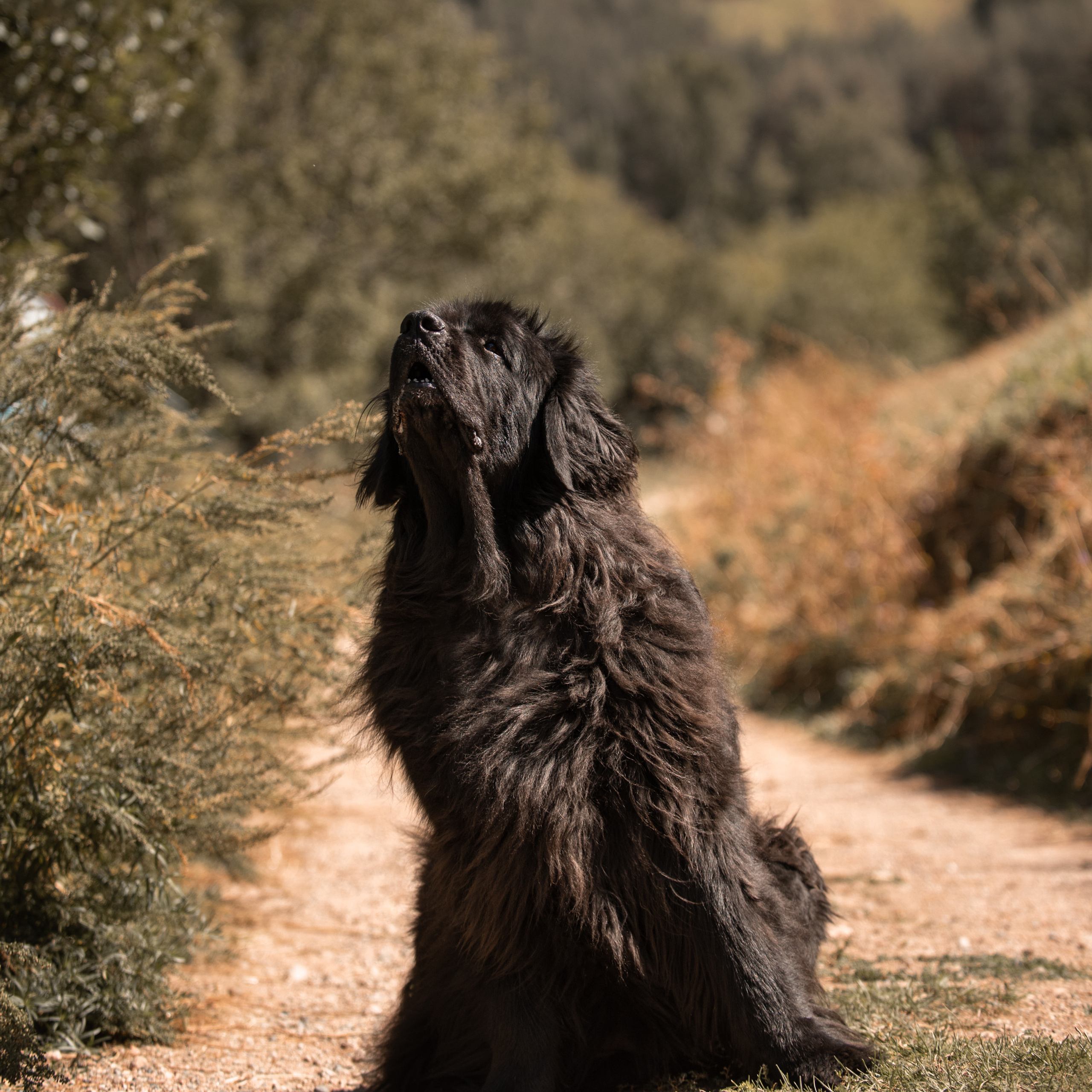 Client Reviews | Pet Photography by Tanya Asfir, Belgrade. Tanya Asfir — Pet & Animal Photographer | Belgrade, Serbia