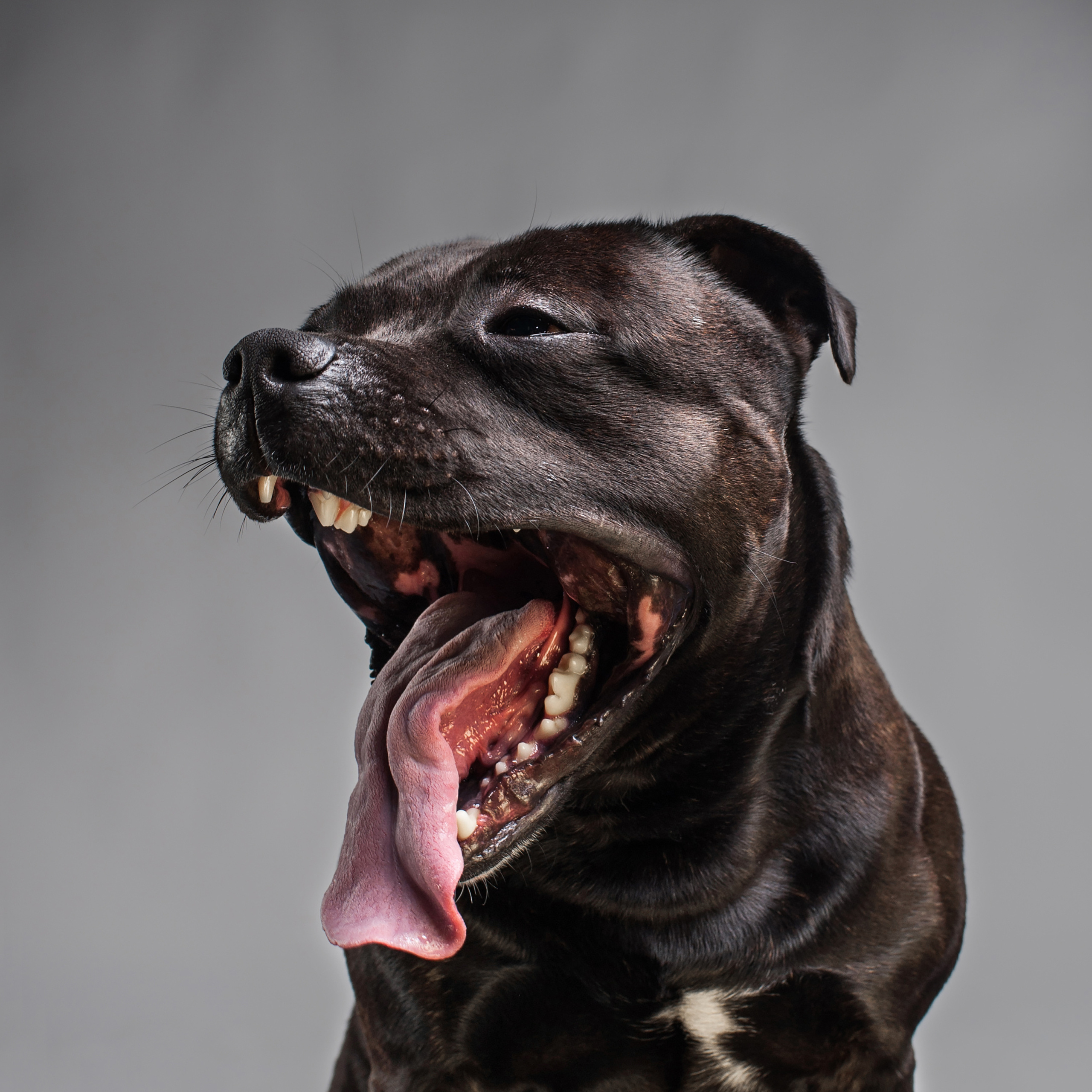 Mimika Project — Human & Dog Expressions | Tanya Asfir, Belgrade. Tanya Asfir — Pet & Animal Photographer | Belgrade, Serbia