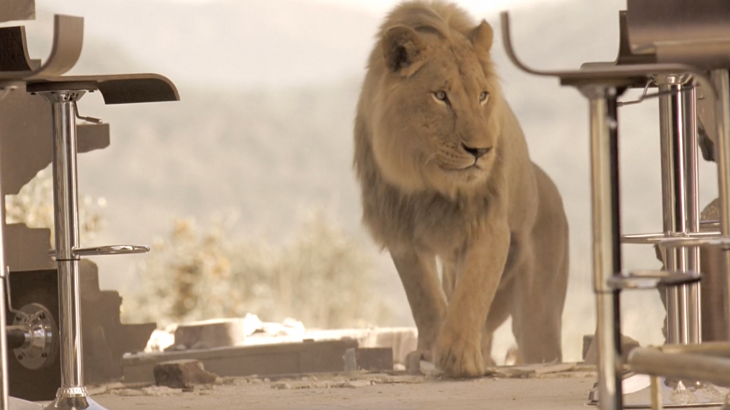 “Better drink NZ Low-Carb Speight’s—Because Getting Eaten by a Lion Isn’t on the Menu!”