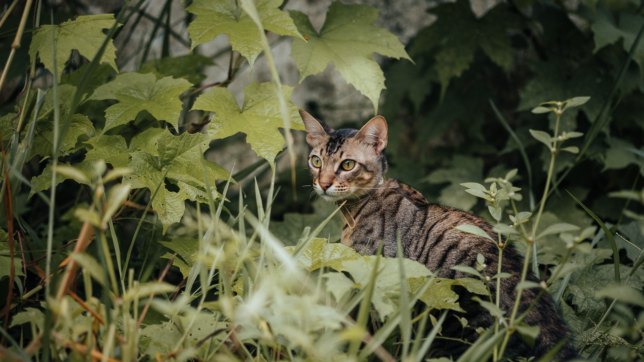 Pet photography