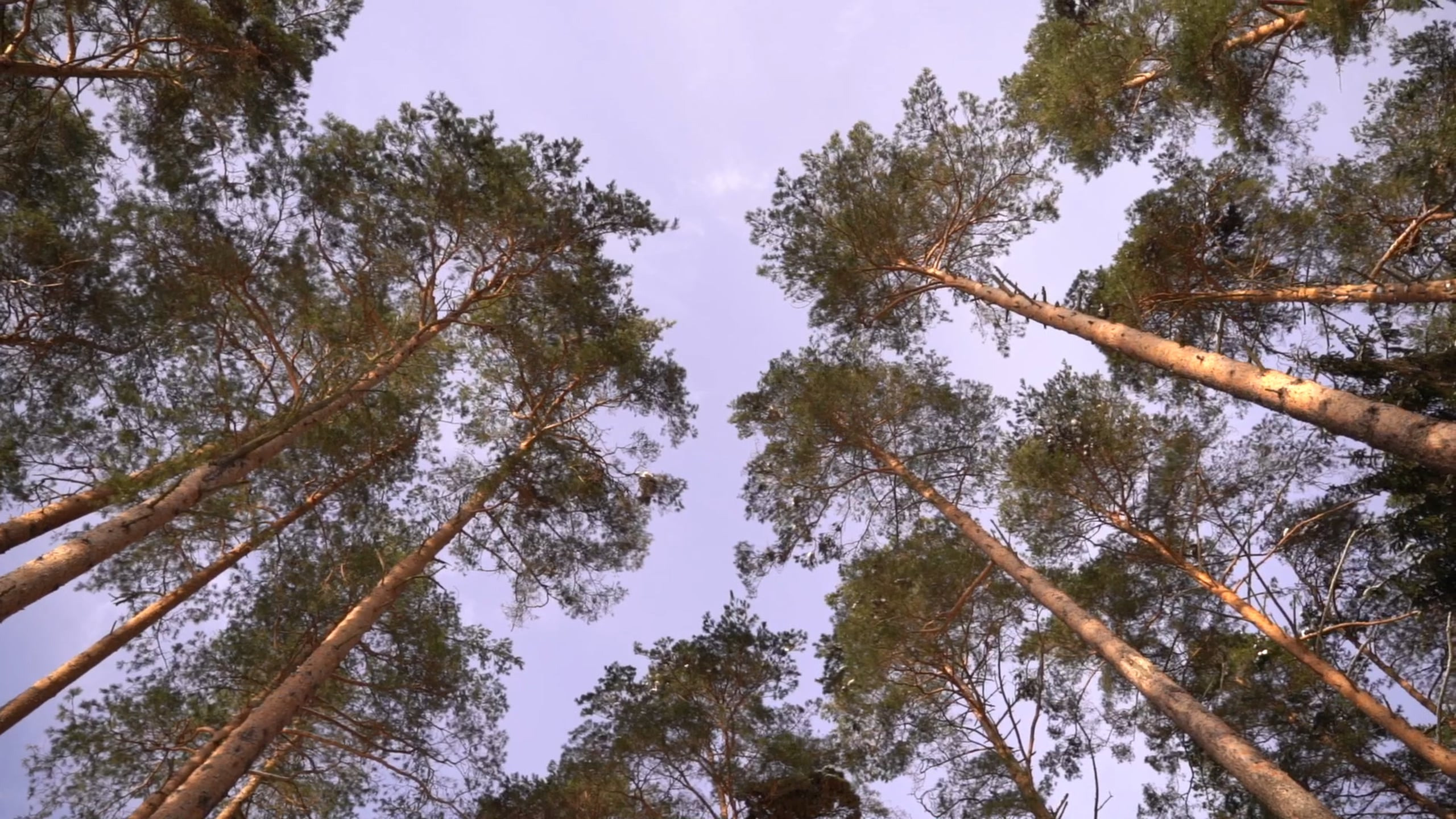Видео. Макар Кириков — свадебный и семейный фотограф Даугавпилс, Рига, Вильну