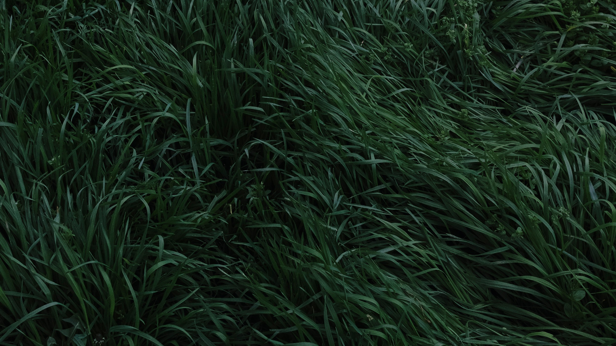 CIRCLE. Dara Petrova