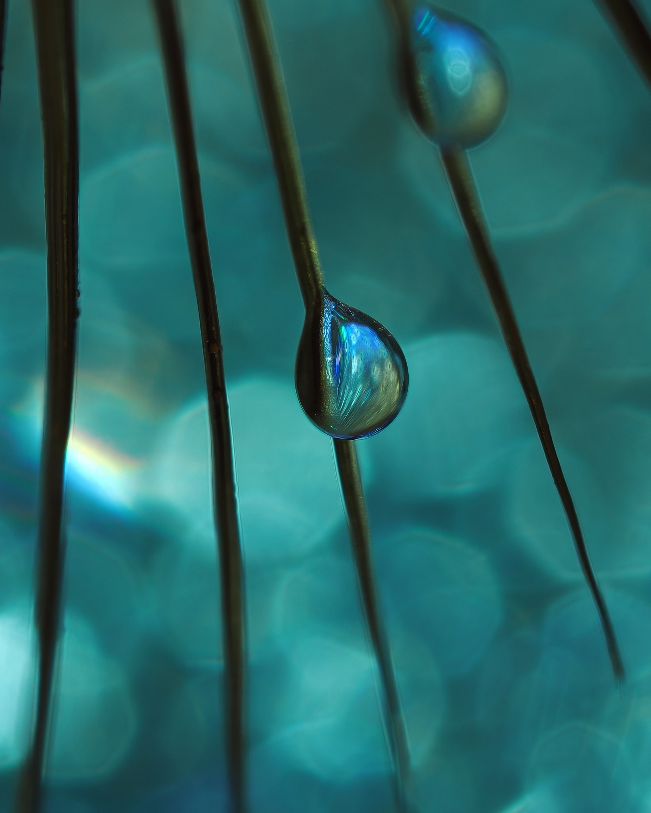 Constructed Fine Art Macro