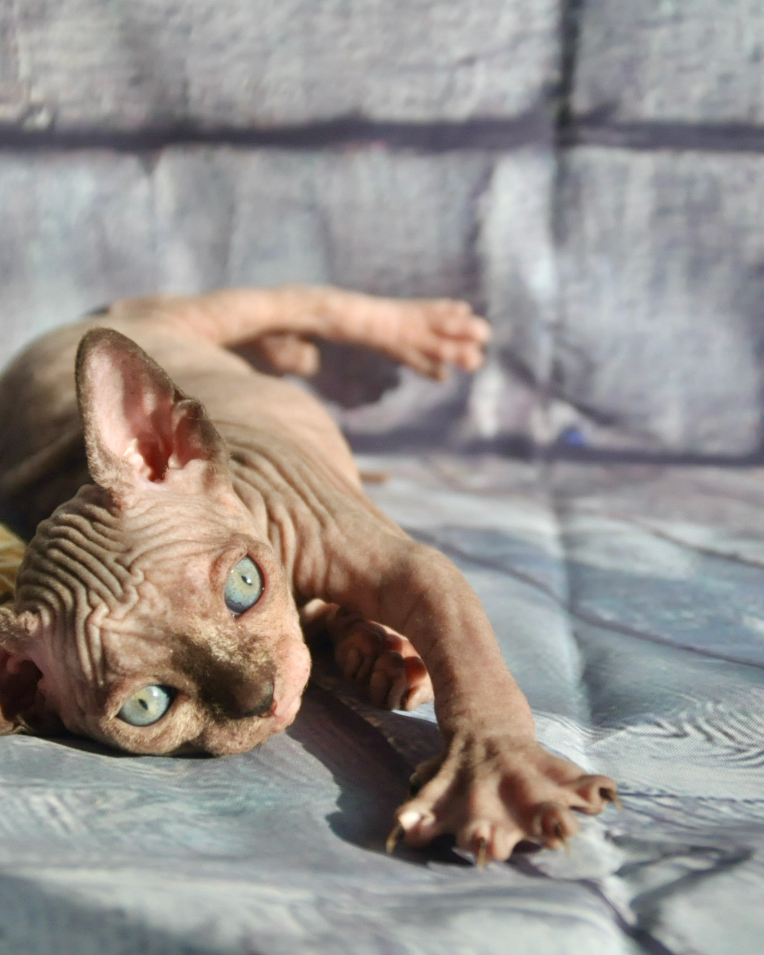 MURVEL CALYPSO (♀), color — Chocolate tortie — found her family