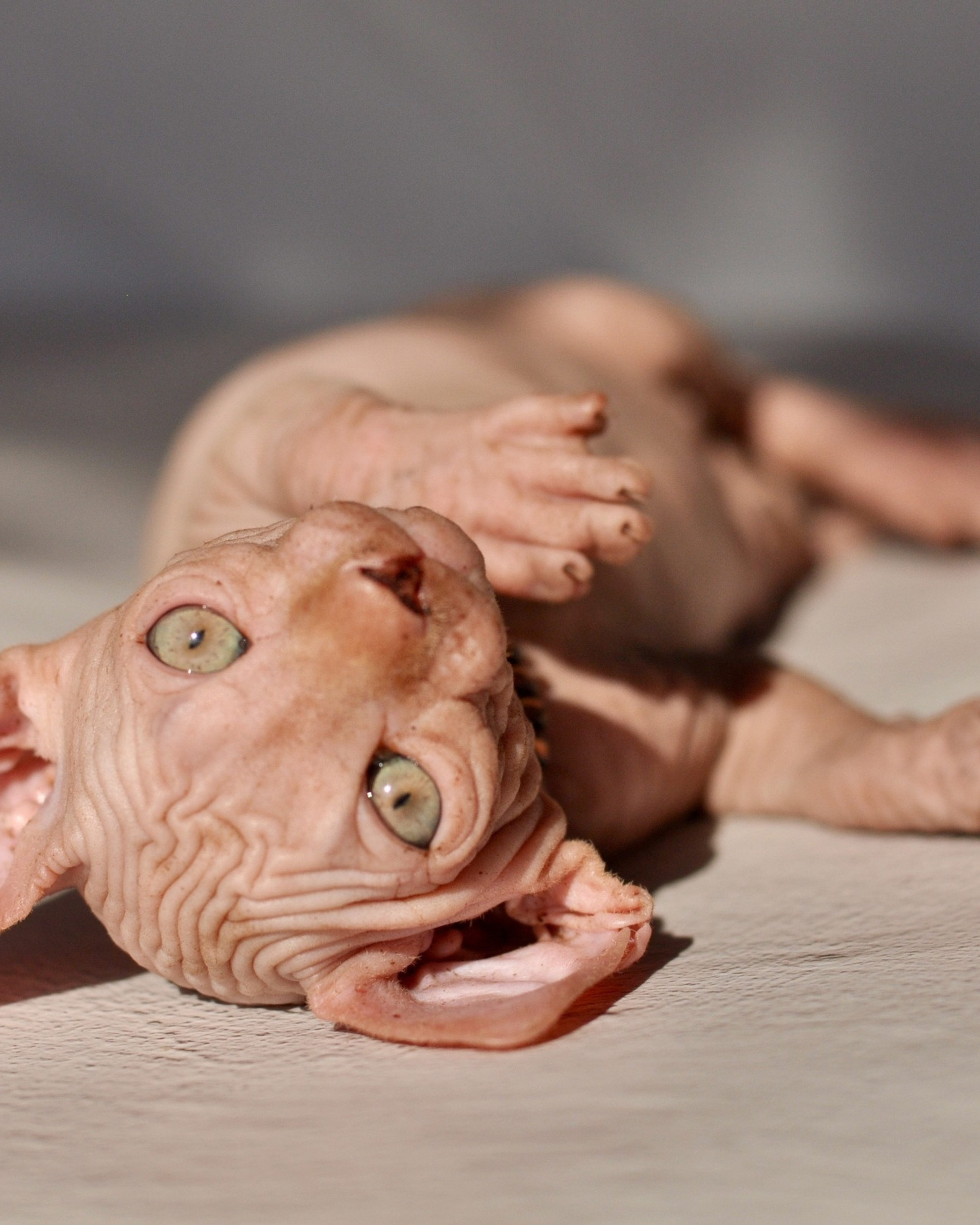 ASHERA (♀) DOB 20/08/2020, color — Red Tabby (mackerel) — Found her family