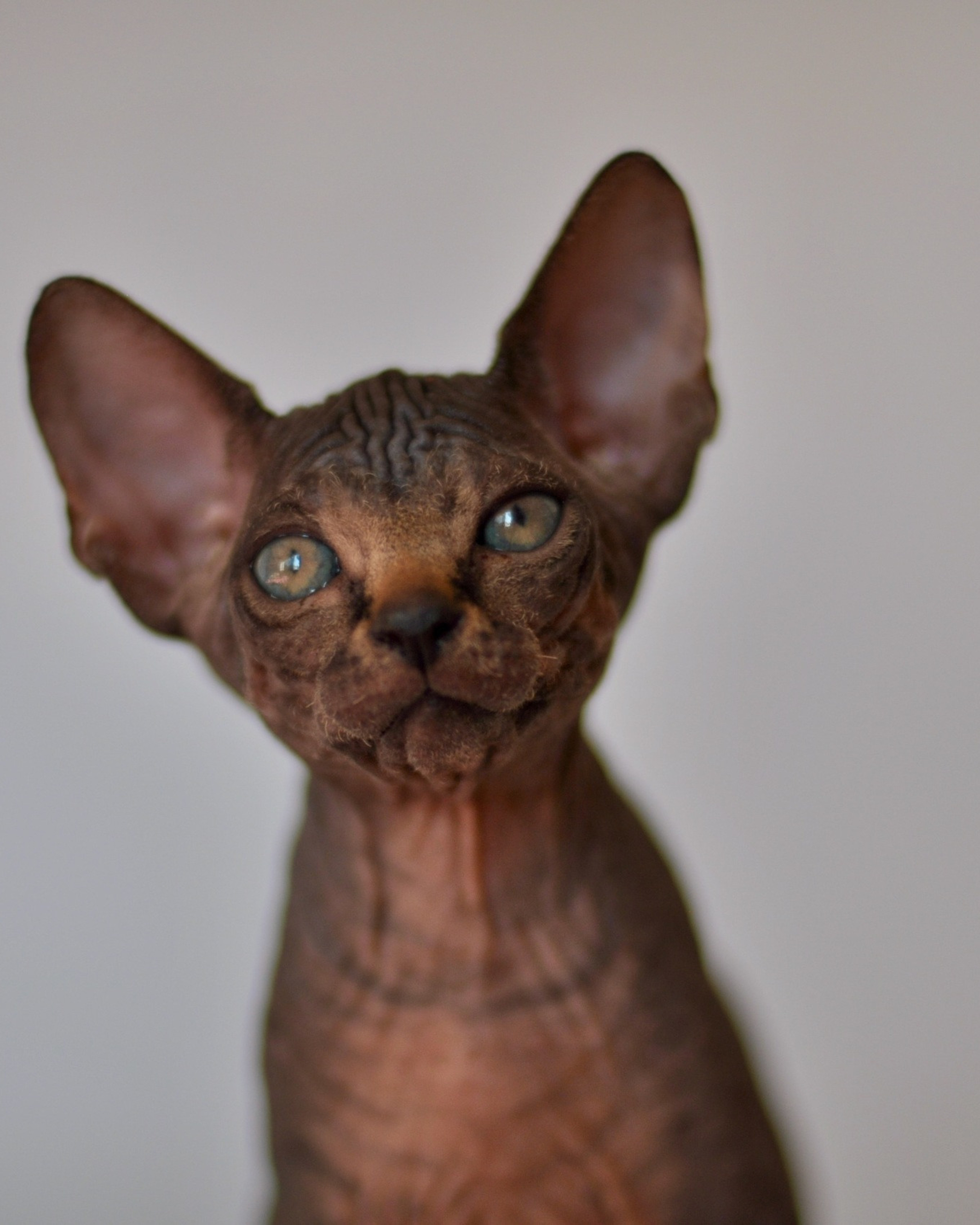 ANUBIS (♂) DOB 20/08/2020, color — Black Tabby (mackerel) — Found his family