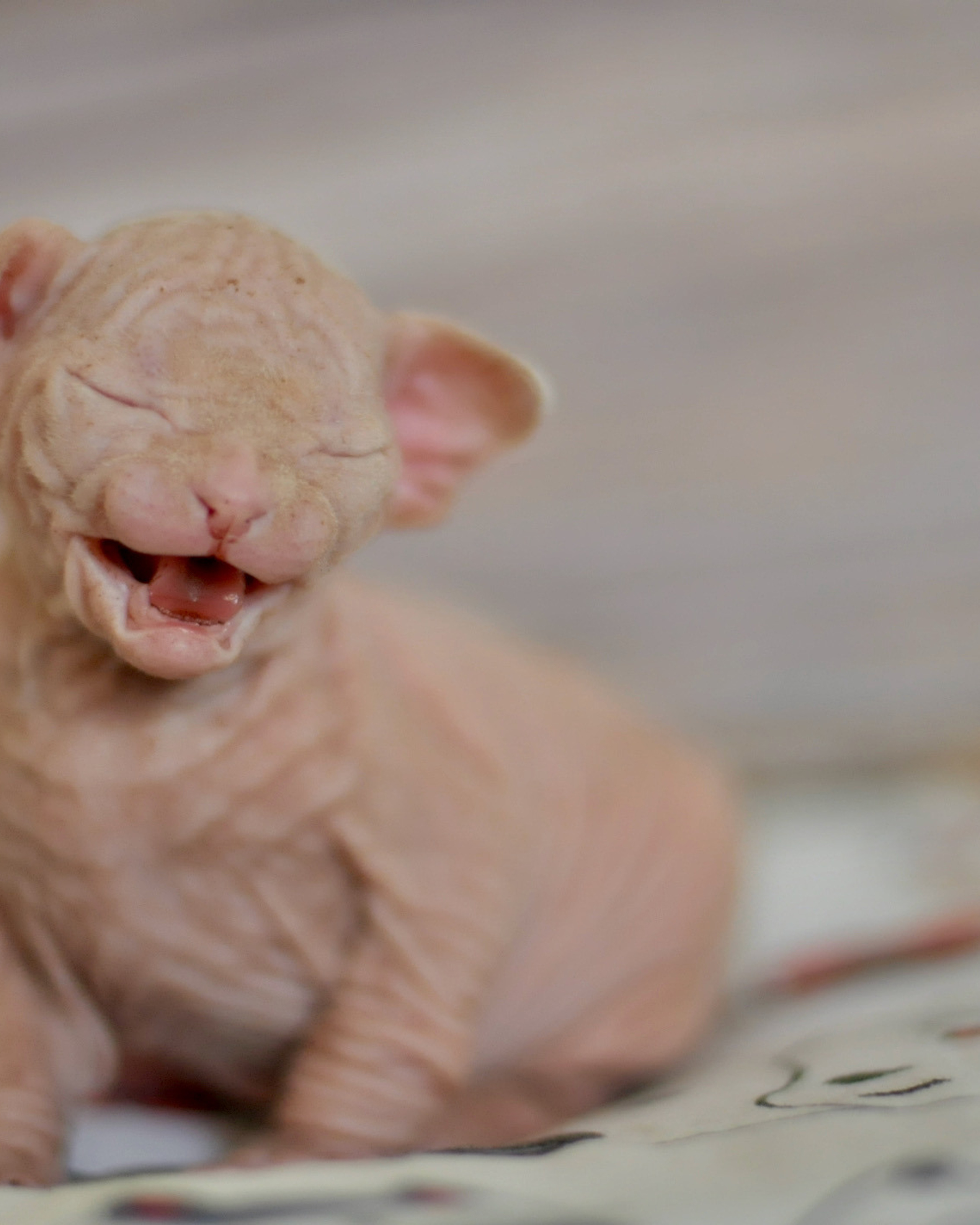 Boy (♂) 2 Blue Collar DOB 09/03/2022, color — White (W) yellow eyed