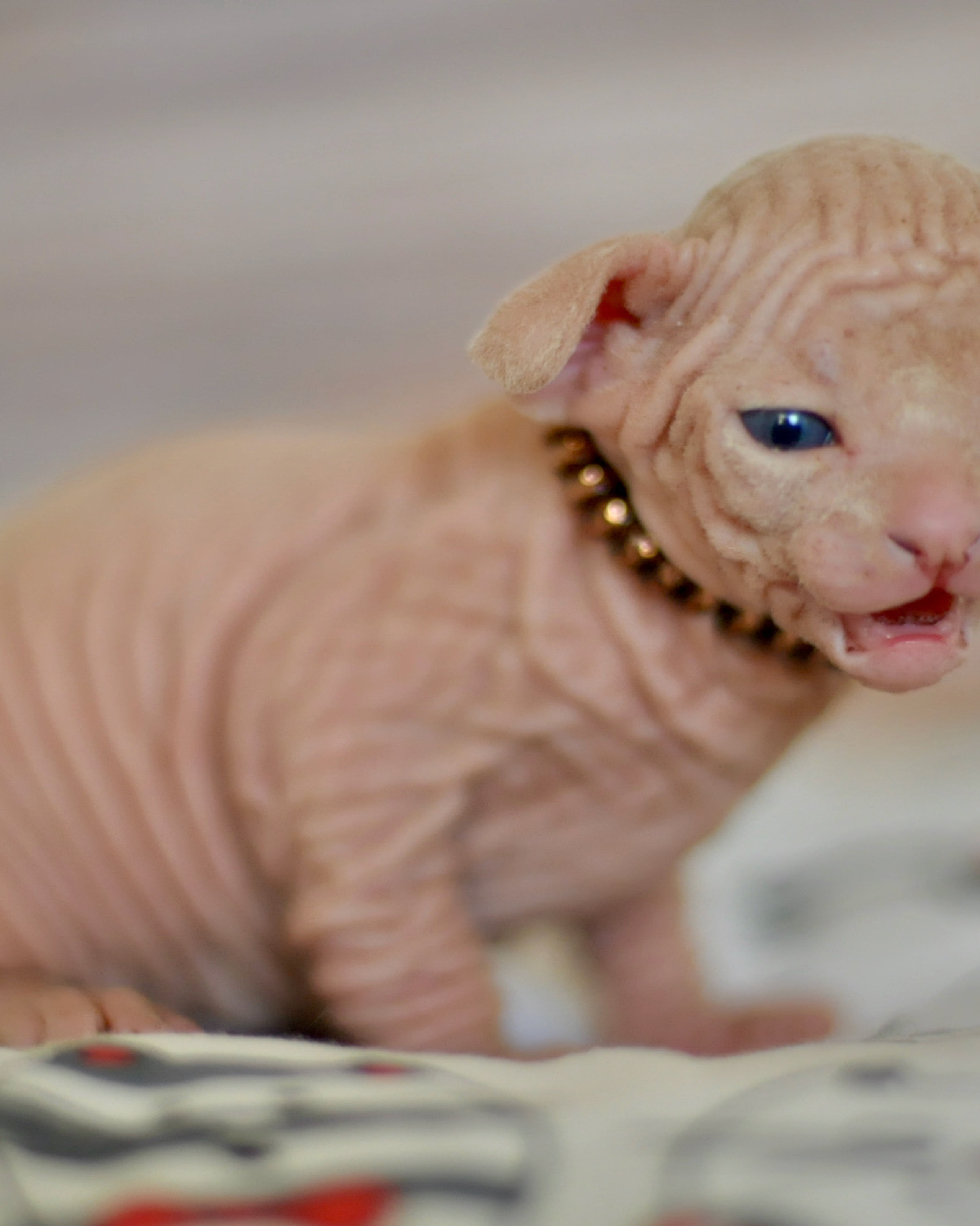 Boy (♂) 1 Brown Collar DOB 09/03/2022, color — White (W) yellow eyed