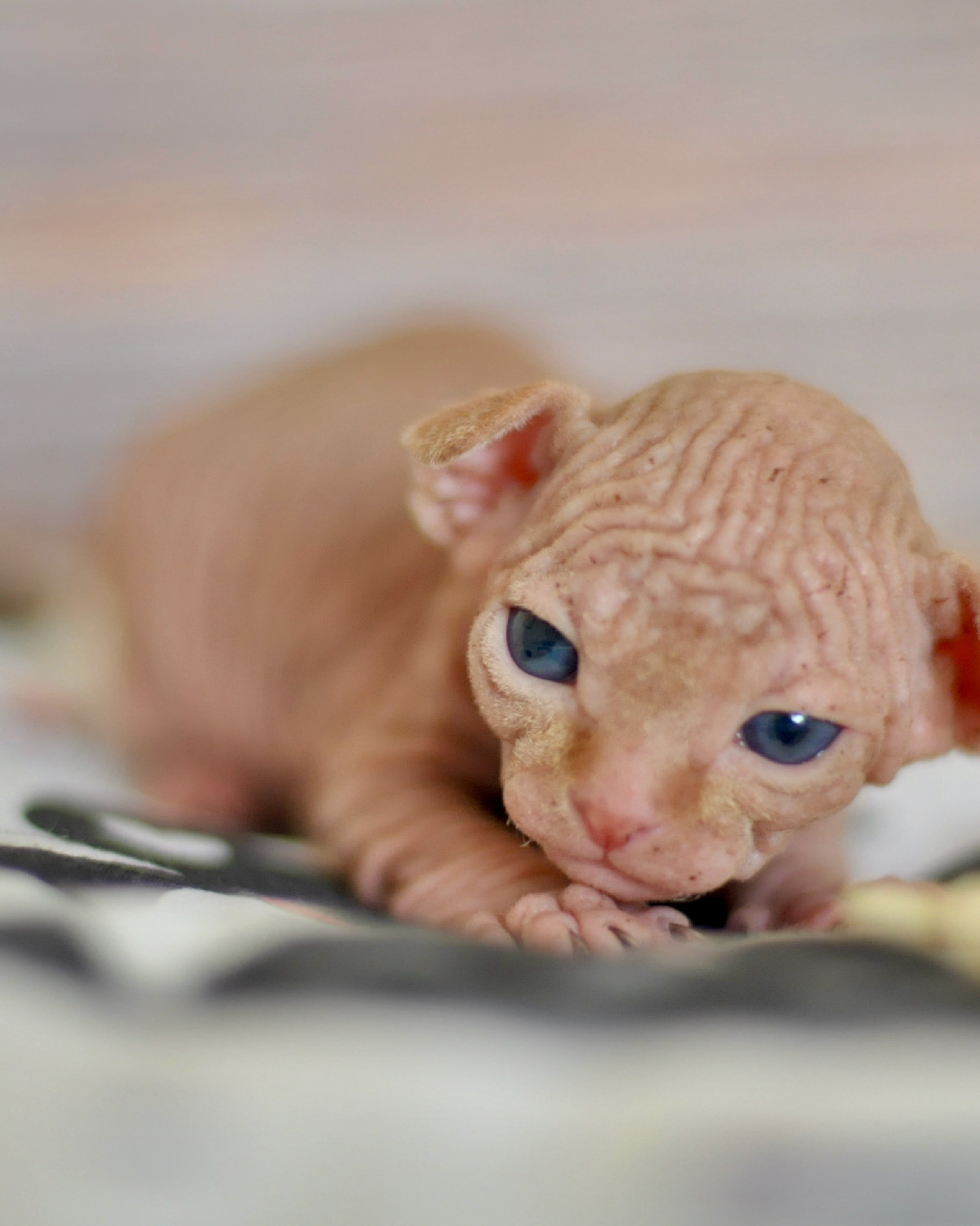 Boy (♂) 3 DOB 09/03/2022, Red (D)