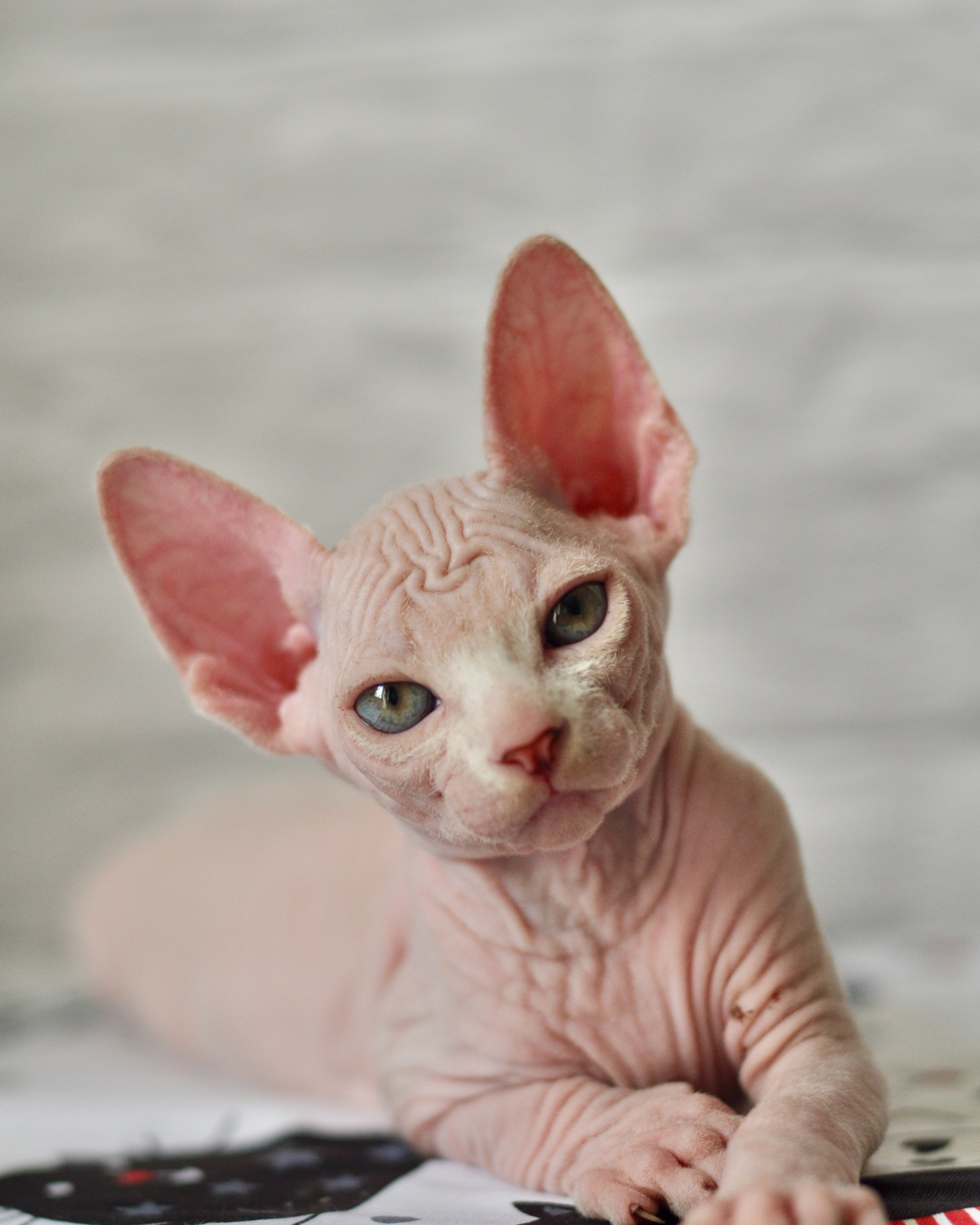 BREEZE BEE (♂), color — White yellow eyed (w62) — found his home