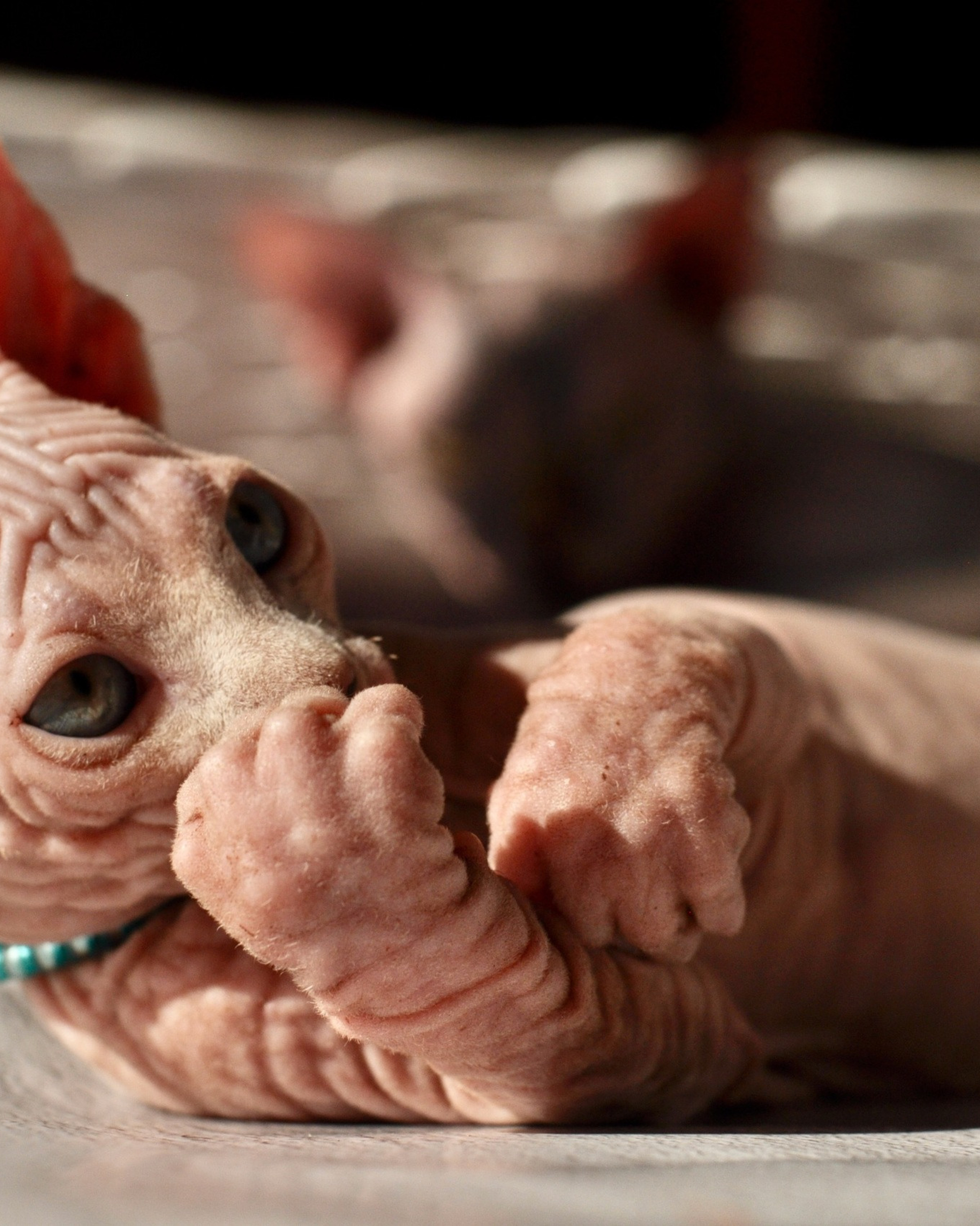 ABRAX (♂) DOB 20/08/2020, color — White yellow eyed (w62) — Found his family