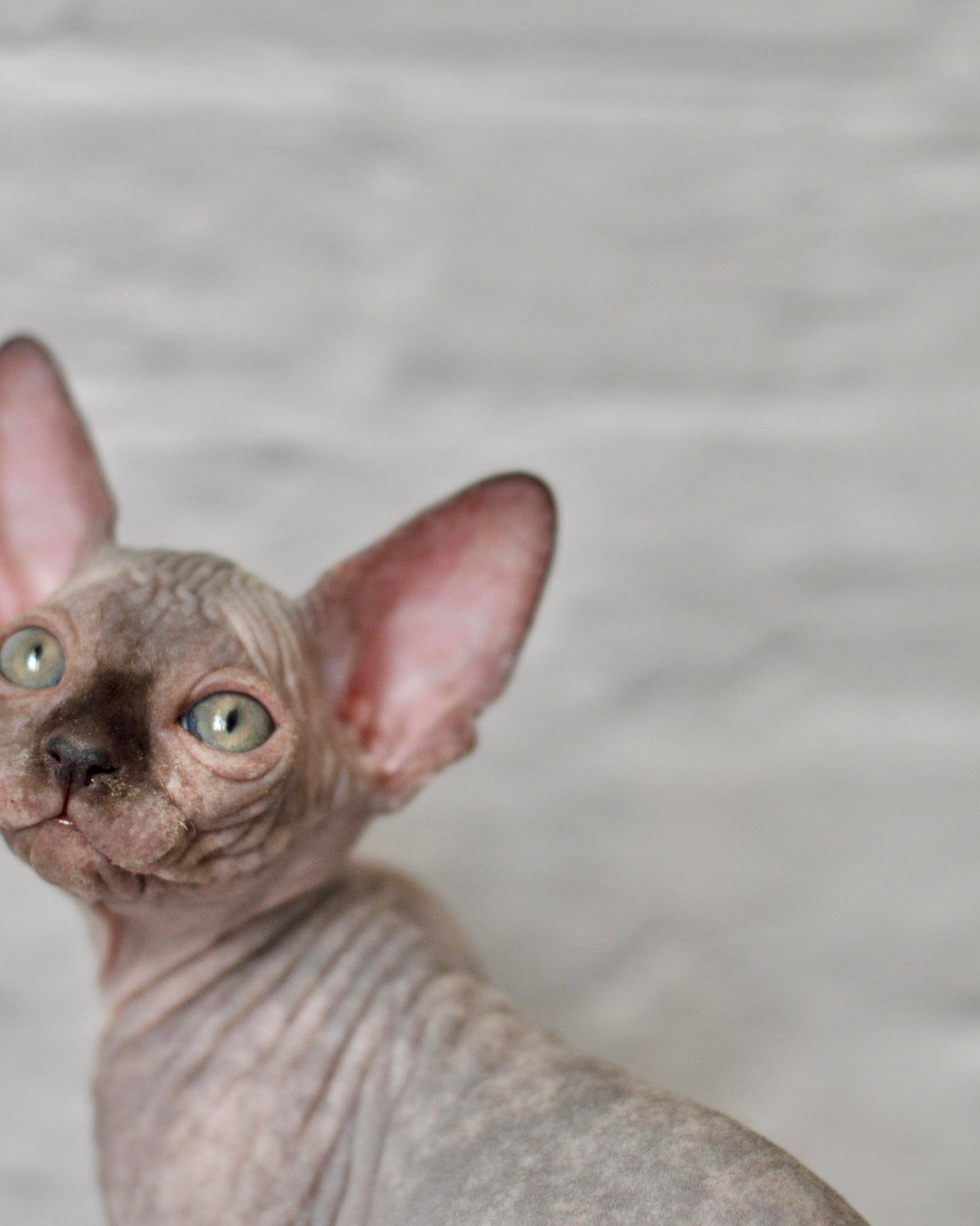 BLUEBERRY STORM (♀), color — Black tortie (f) — found her family