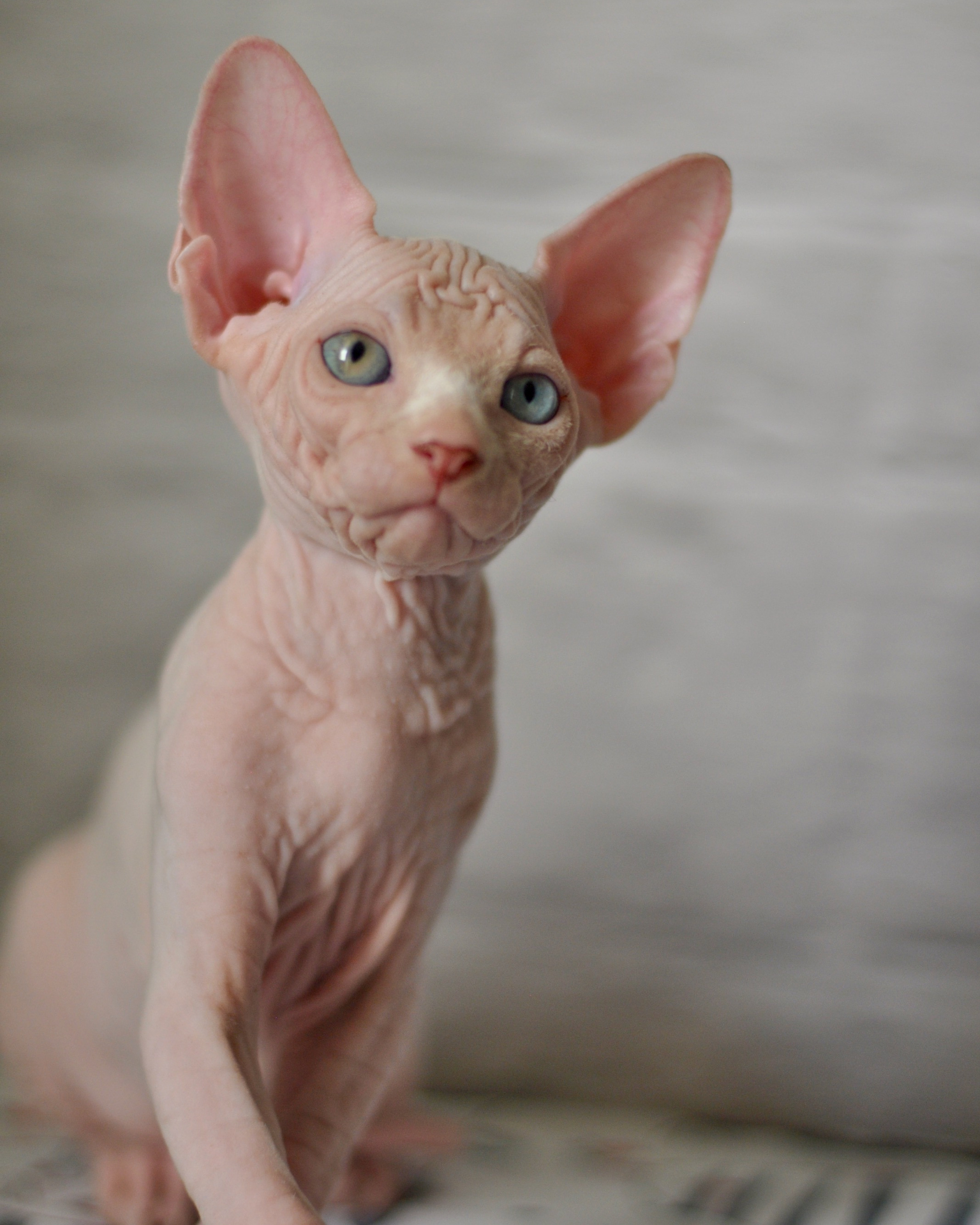 BISMARK (♂), color — White odd eyed (w63) — Resident of the Cattery