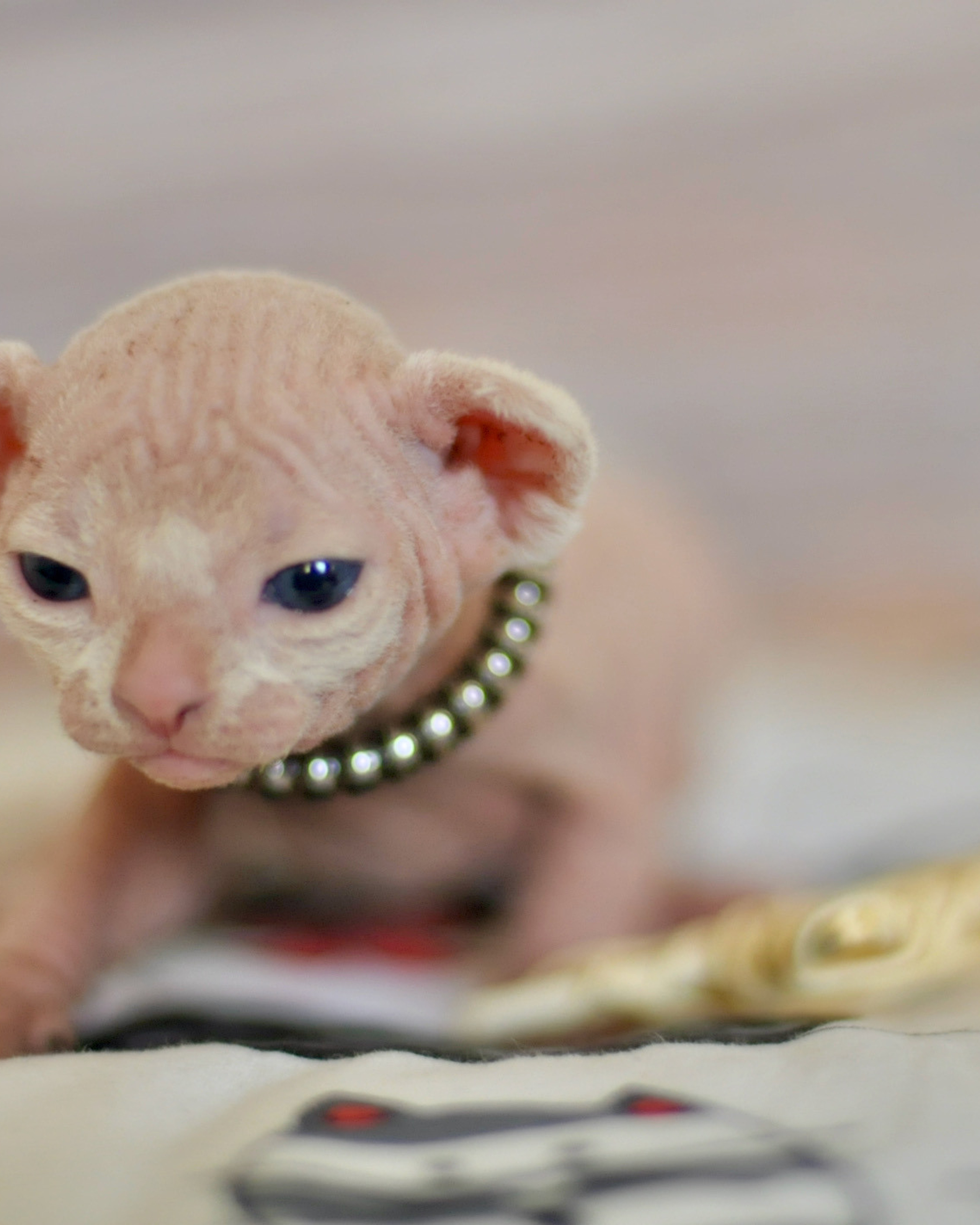 Girl (♀) DOB 09/03/2022, color — White (W) yellow eyed