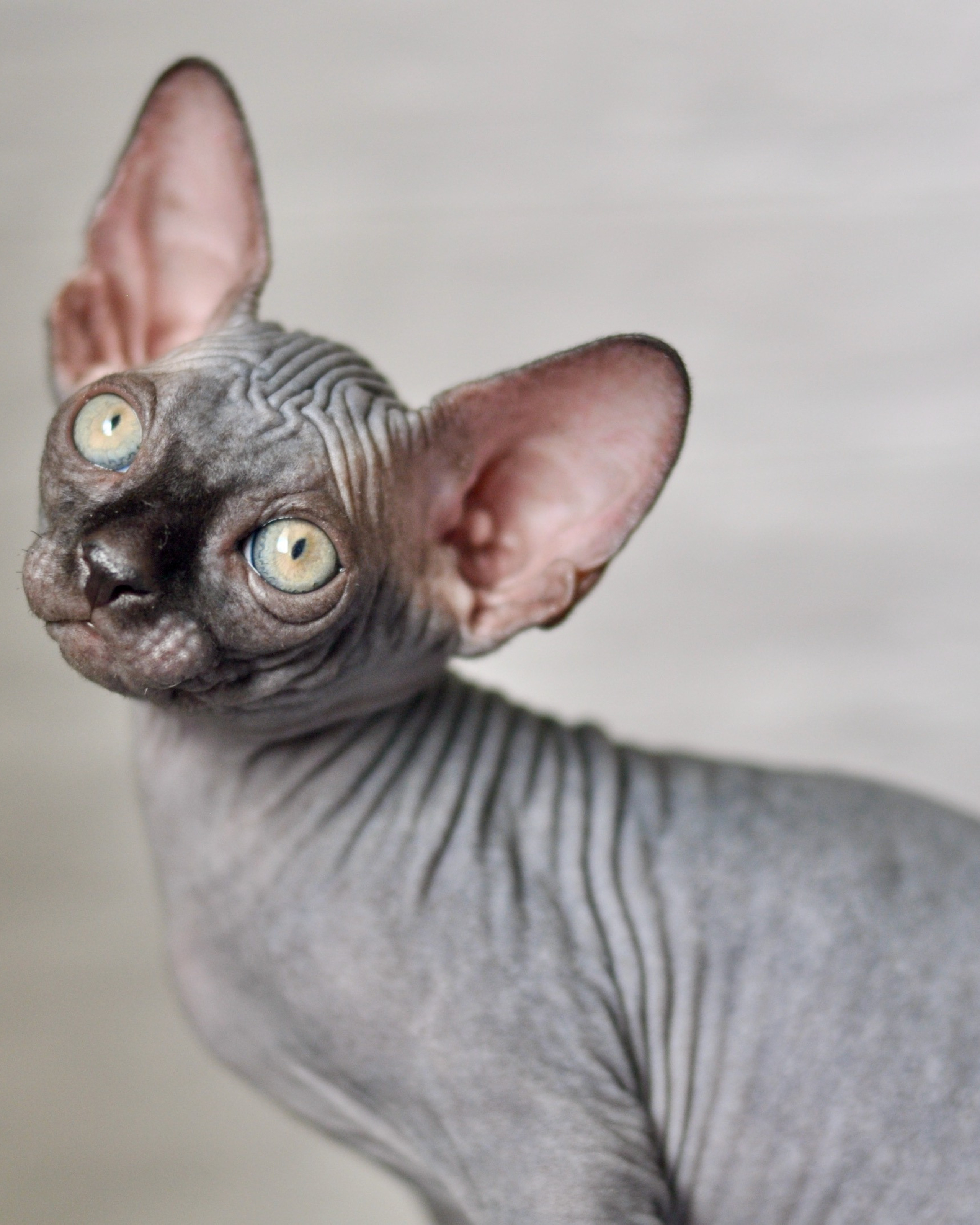 BLACK JACK (♂), color — Black (n) — found his family