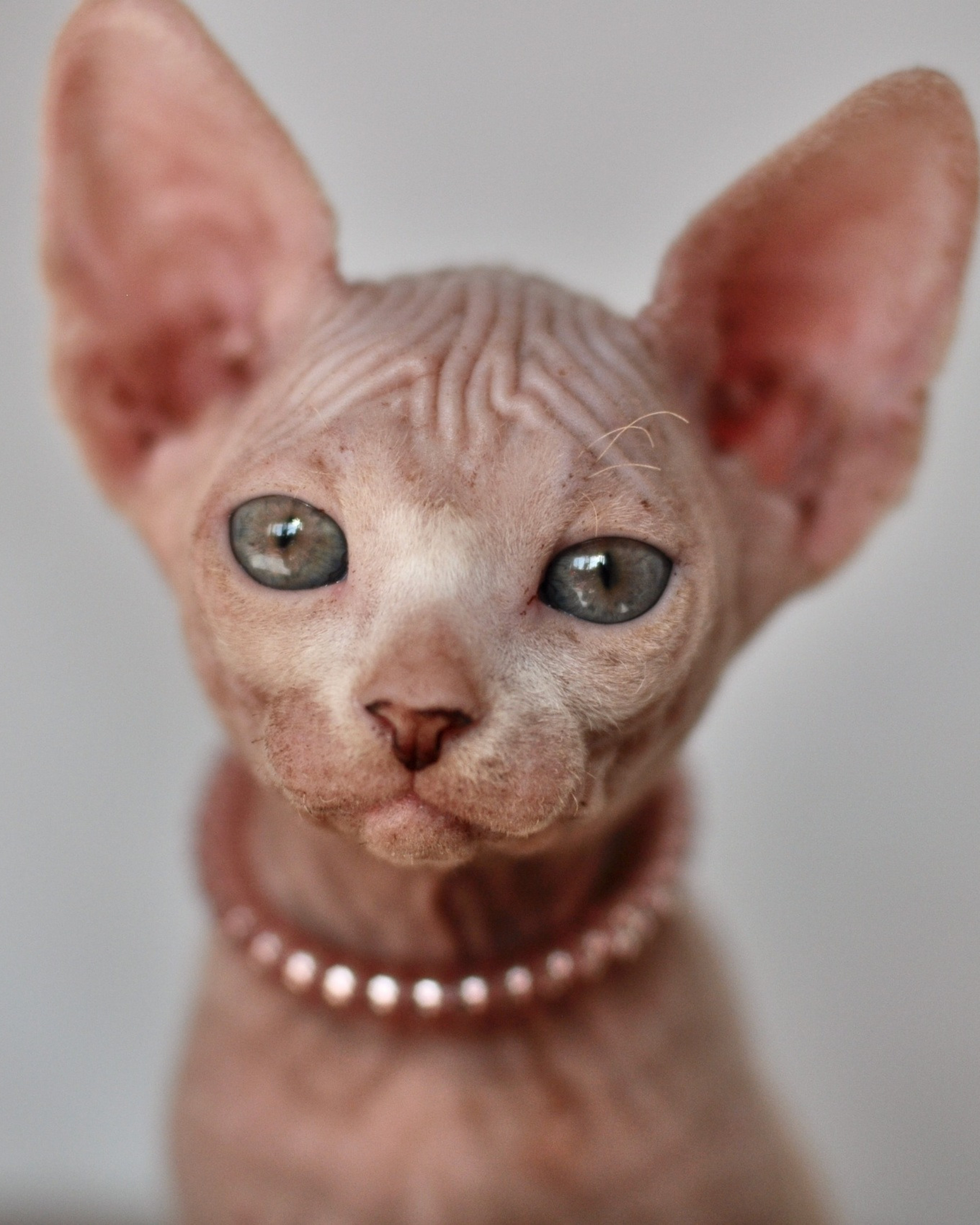 ALASSA (♀) DOB 20/08/2020, color — White yellow eyed (w62) — Found her family