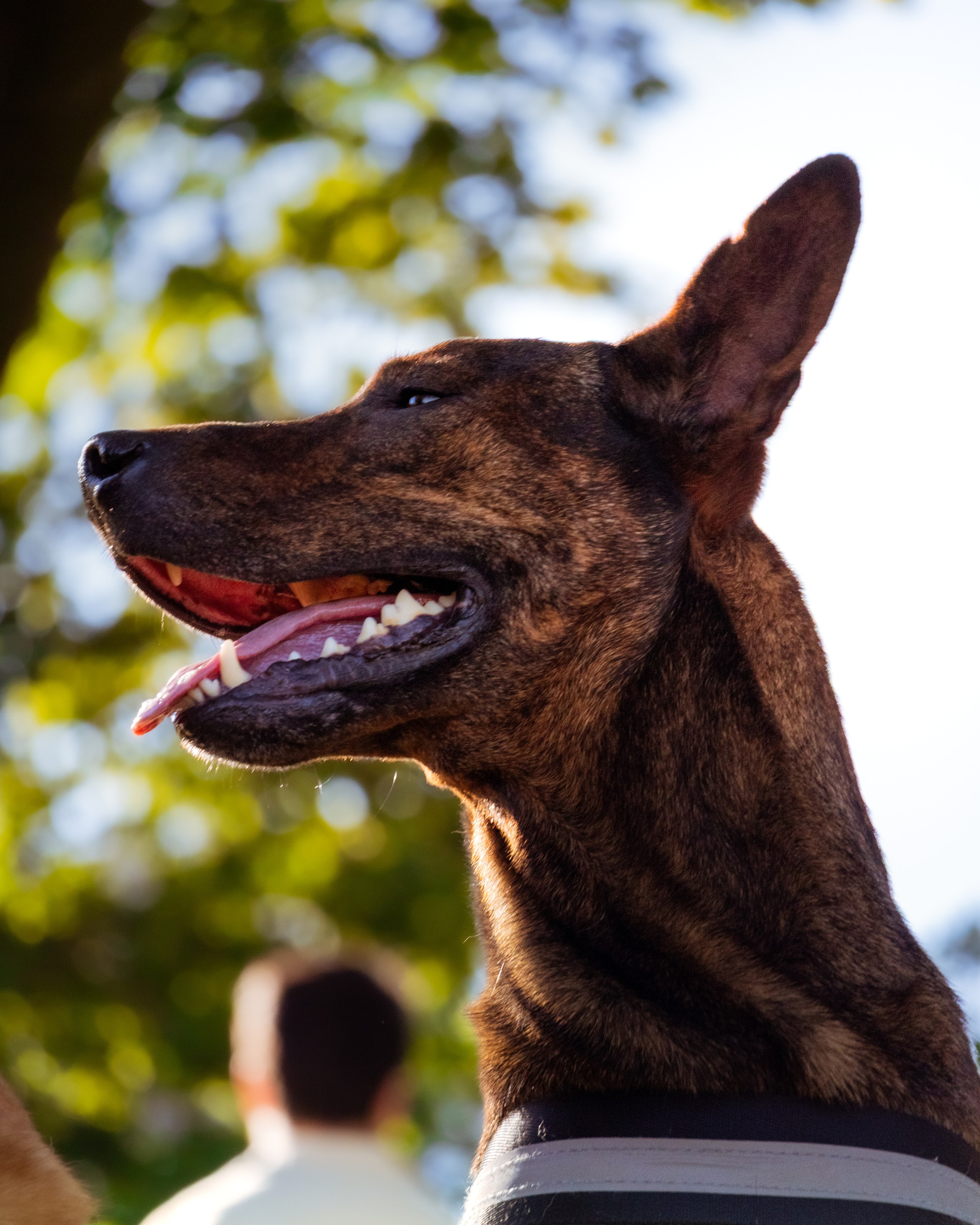 Dupla Canina ao&nbsp;Ar&nbsp;Livre