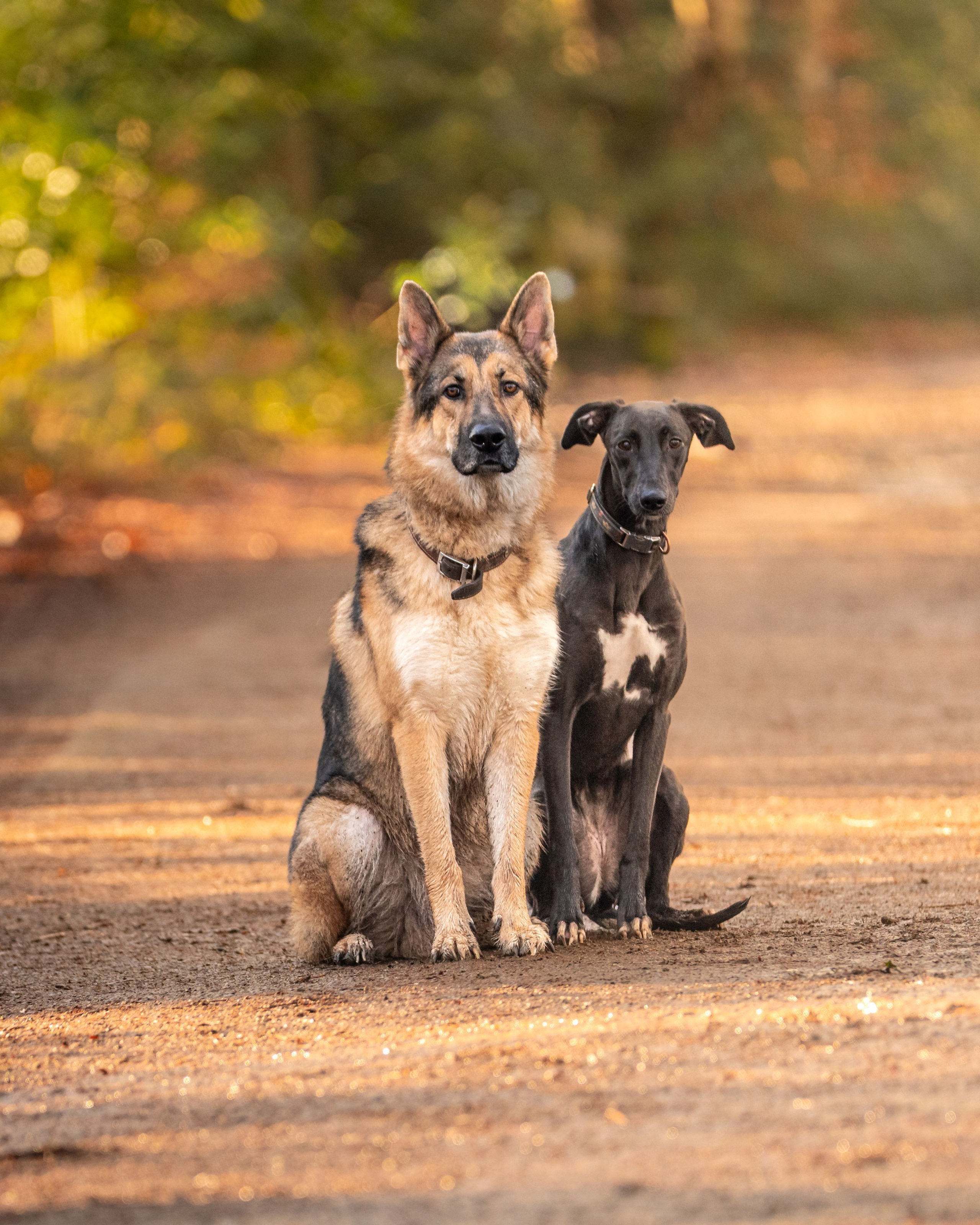 Canine