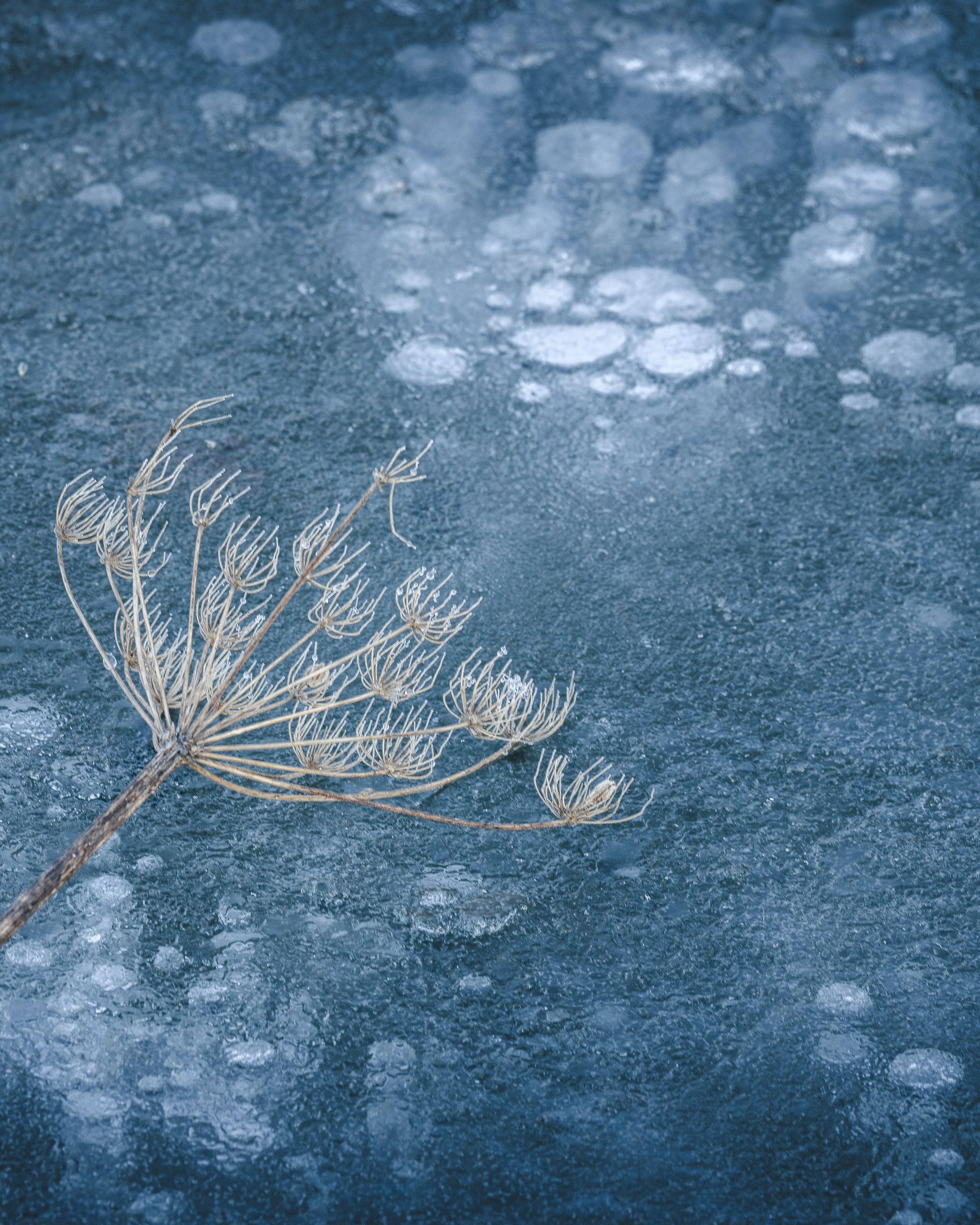 Intimate Landscapes
