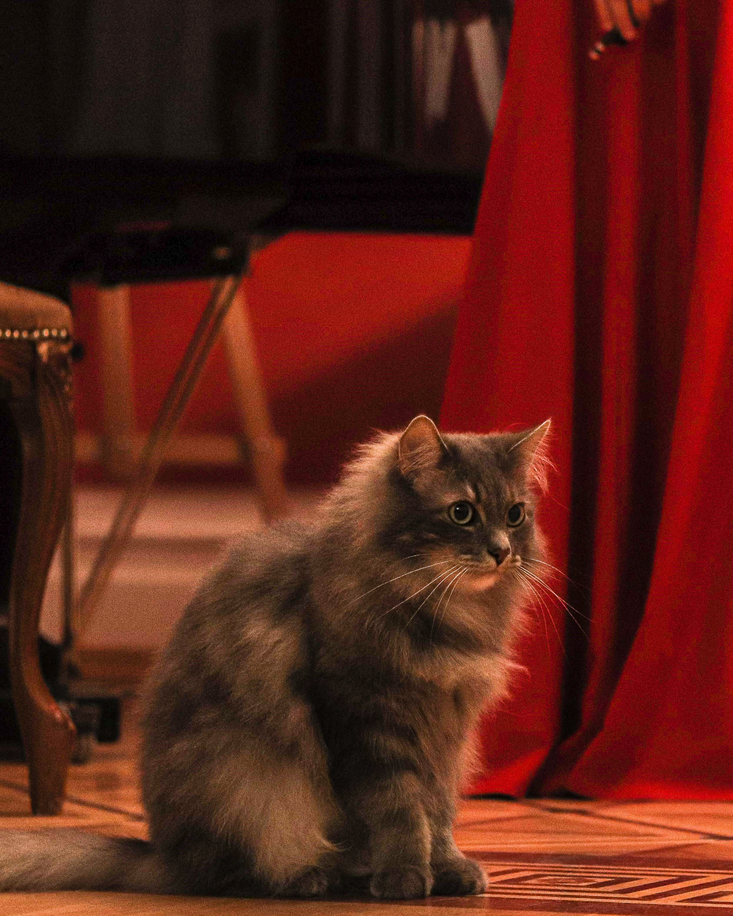 КОНЦЕРТ В&nbsp;ДОМЕ-КВАРТИРЕ БЕНУА (САНКТ-ПЕТЕРБУРГ) 2022