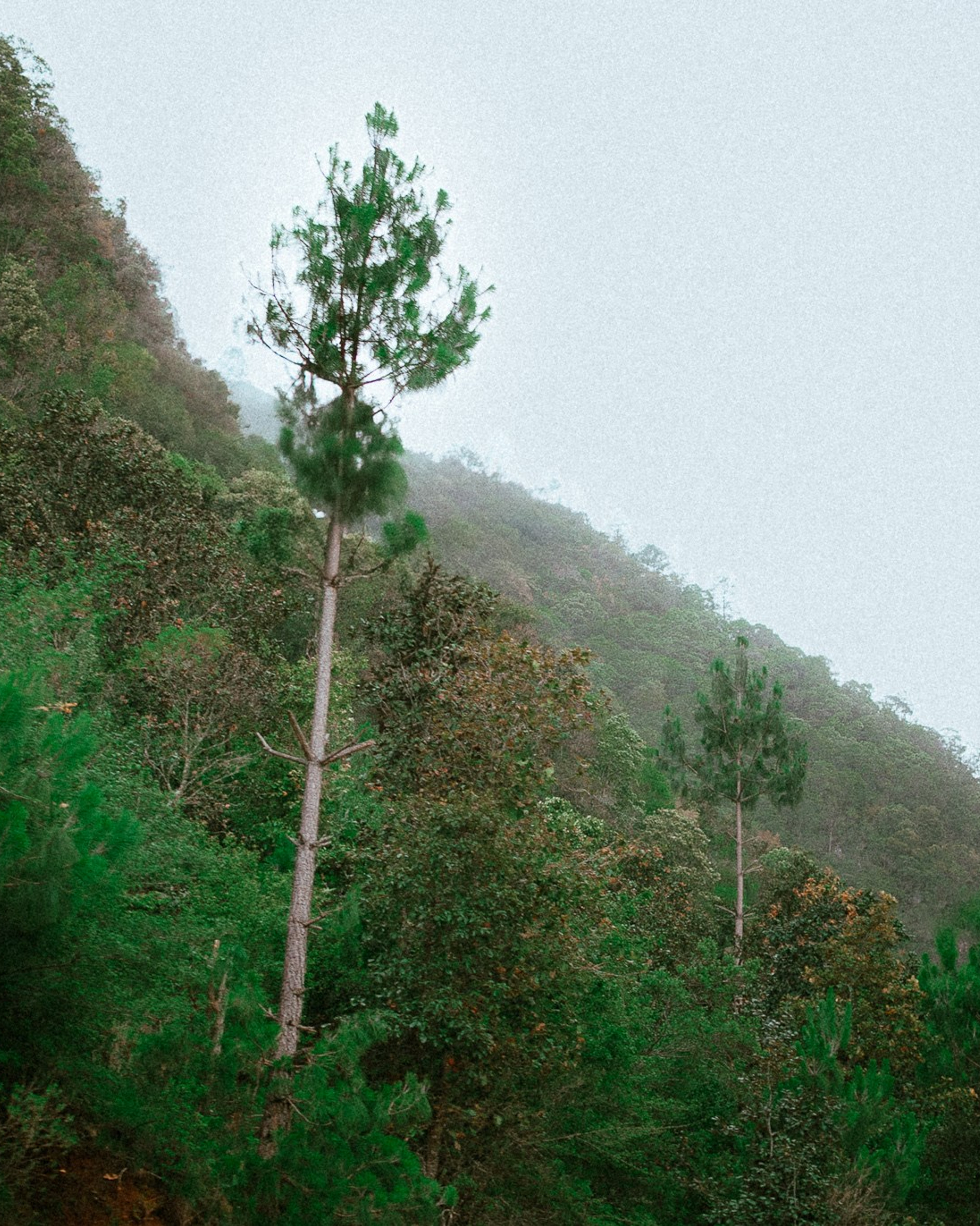 Bosques de&nbsp;San Cristóbal. 2025.
