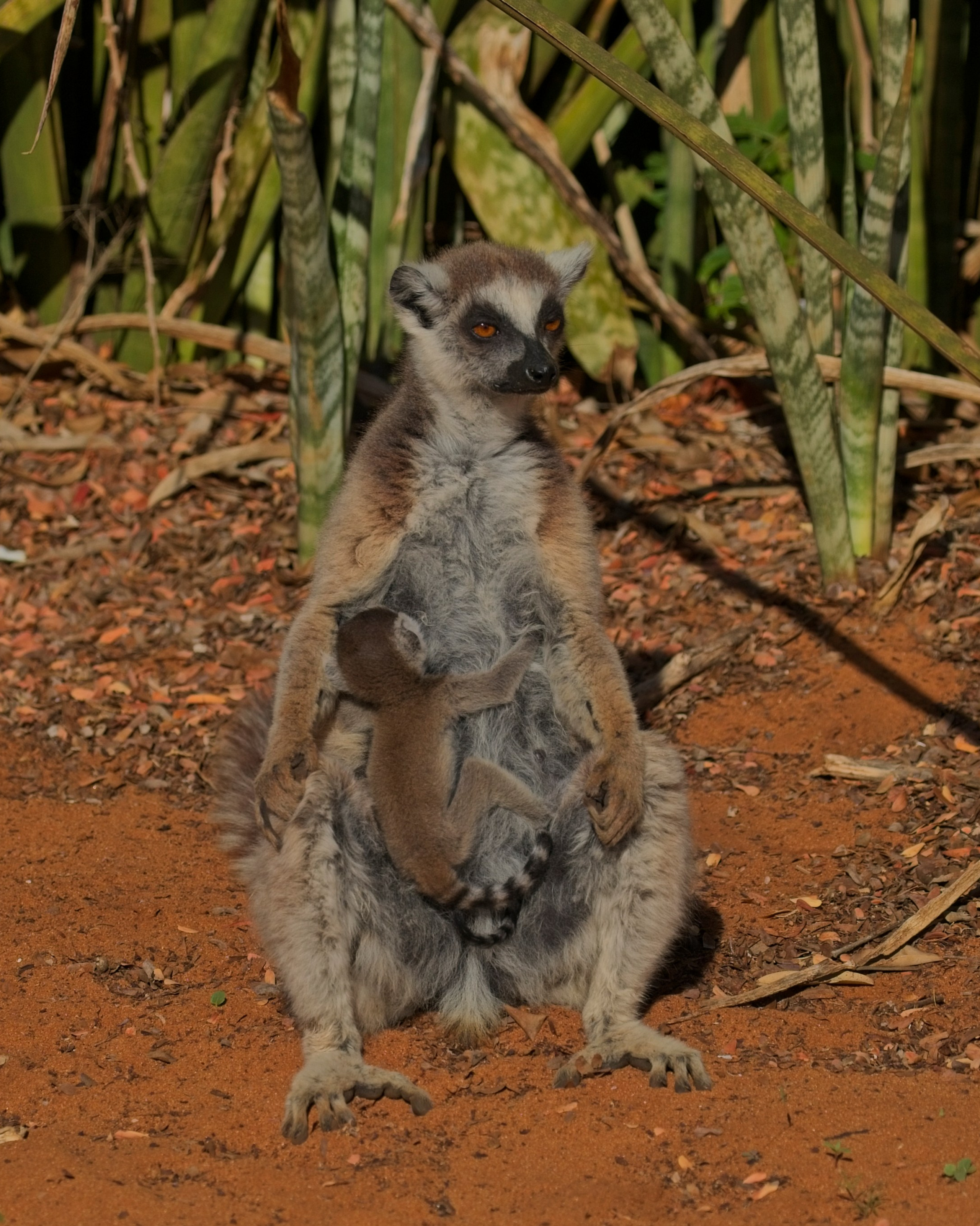 Madagascar