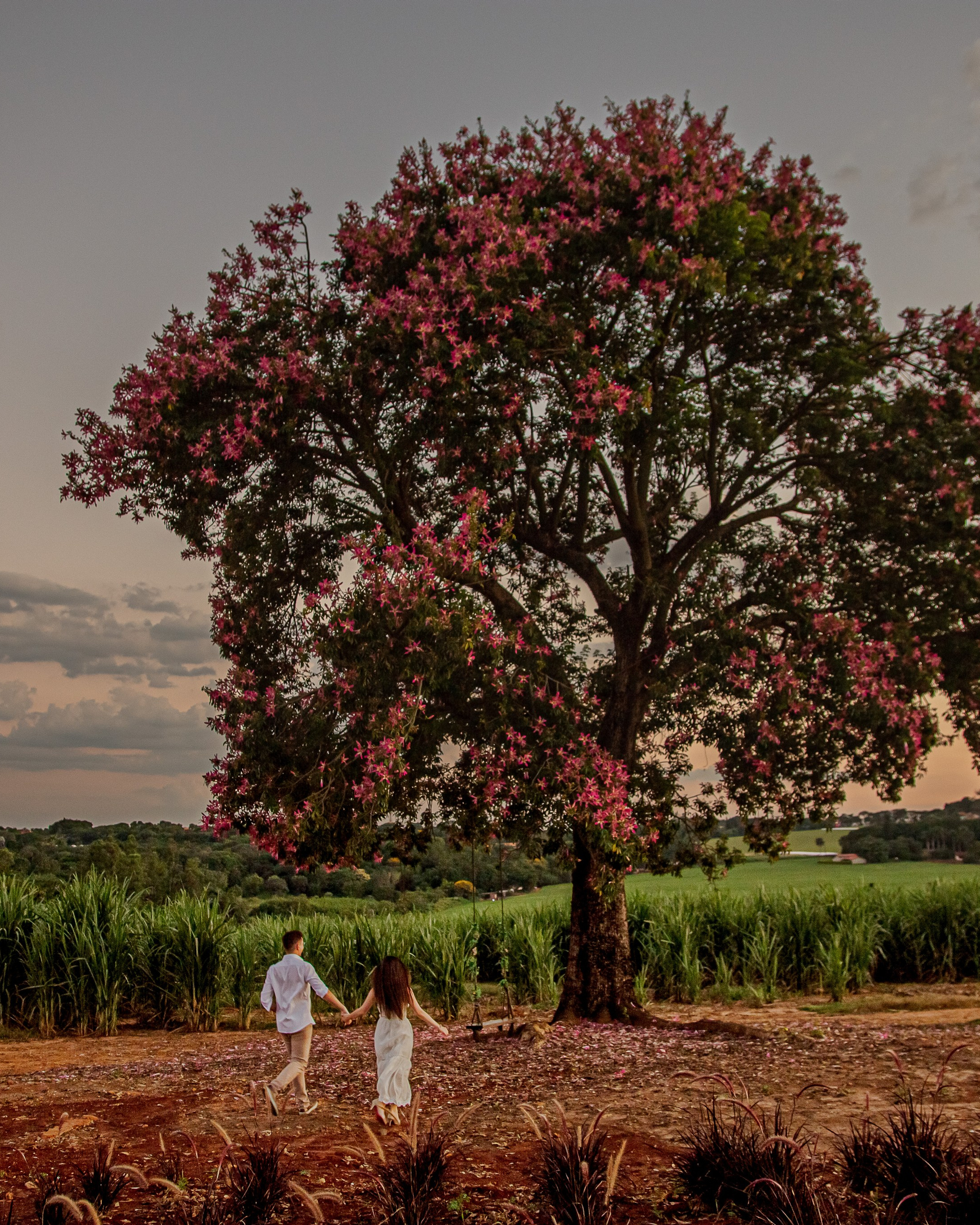 Ensaio Holambra&nbsp;— Ariele e&nbsp;Matheus