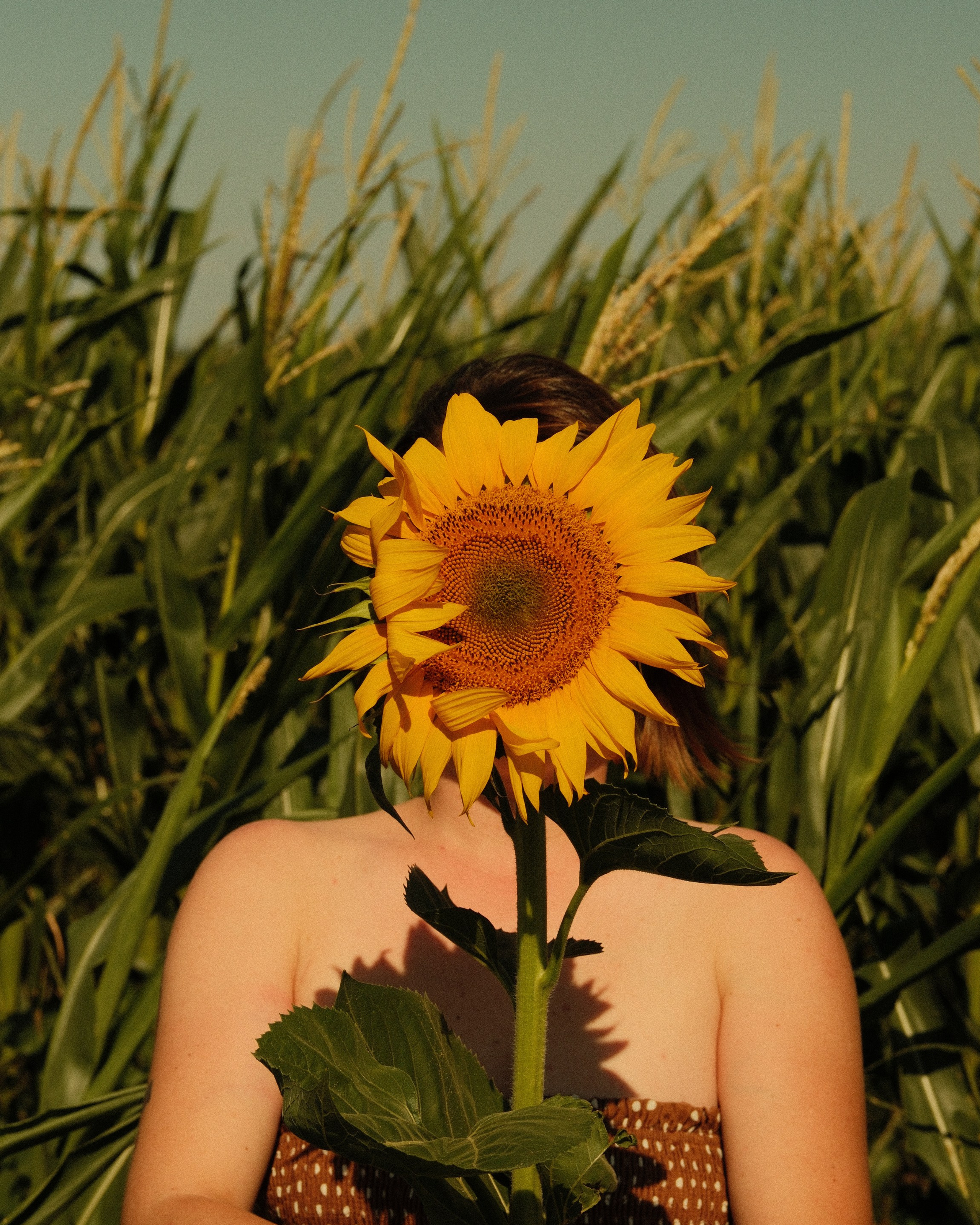 Sunflowers // Staysha