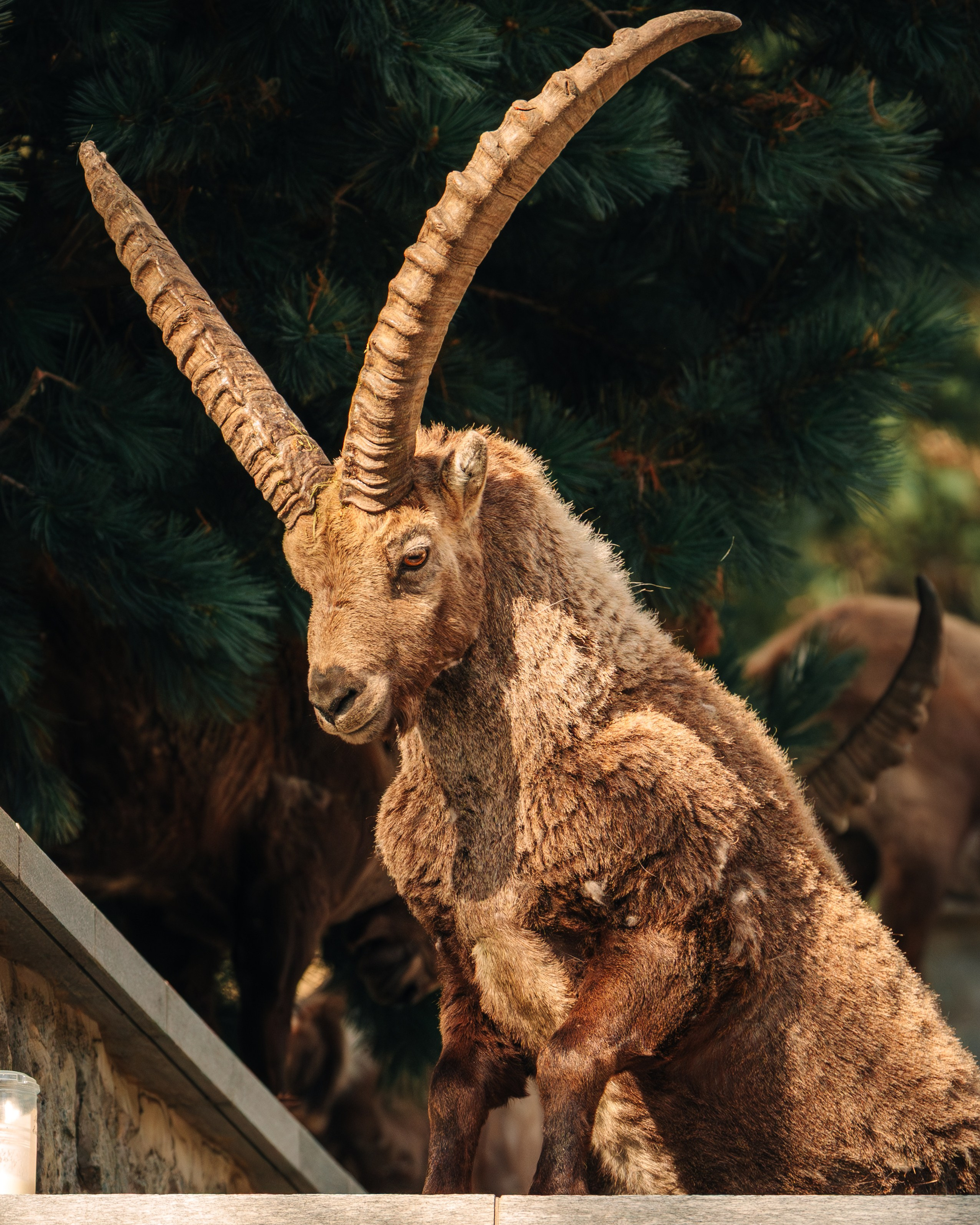 Capricorns in Pontresina