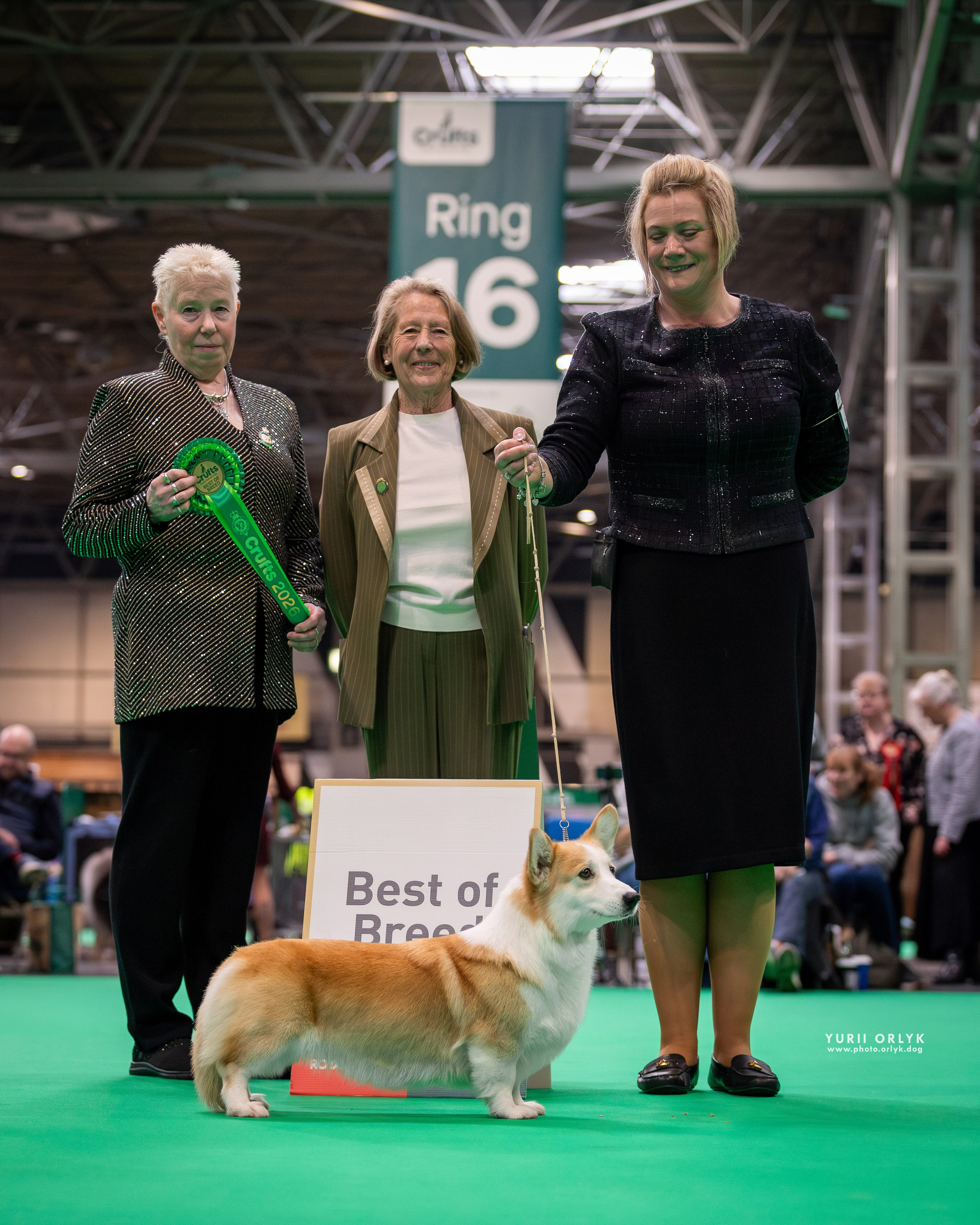 Crufts 2026 — Corgi Pembroke