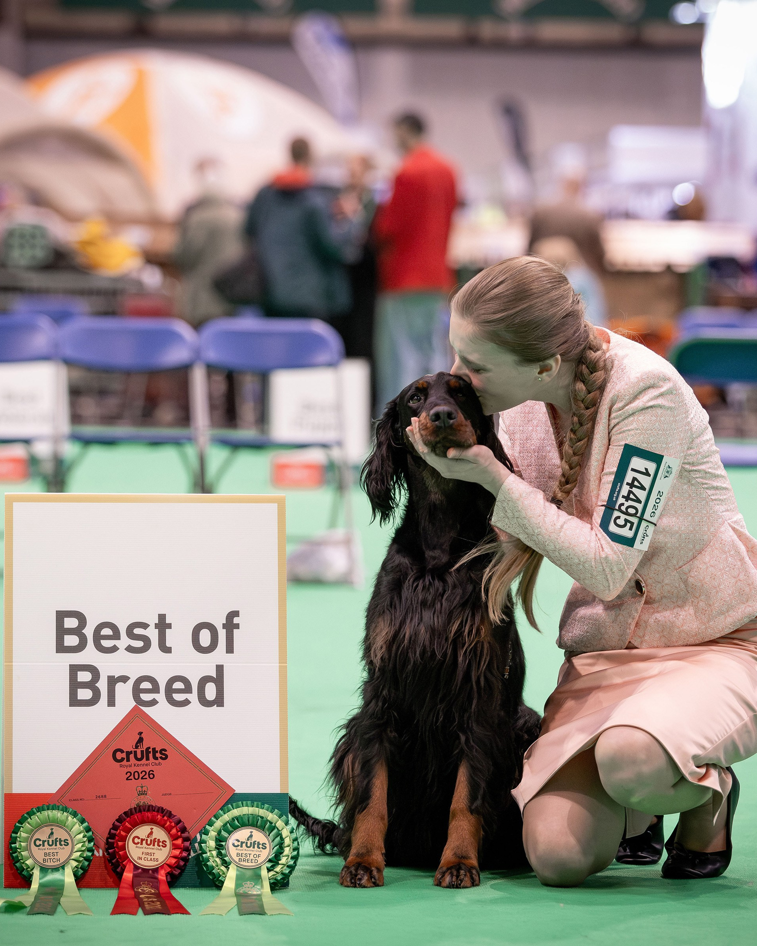 Crufts 2026 — Gordon Setter
