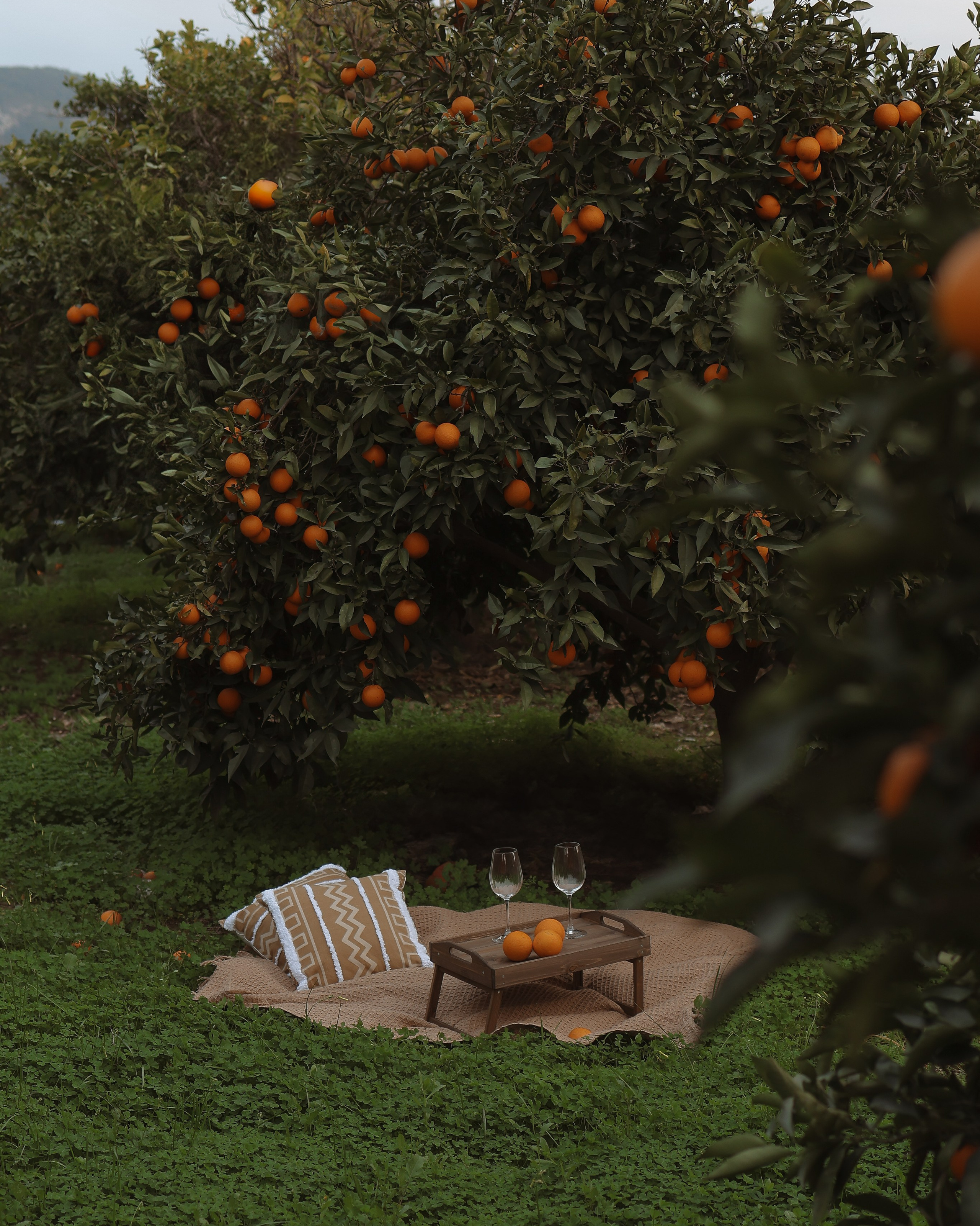 Фотосессия в&nbsp;апельсиновом саду