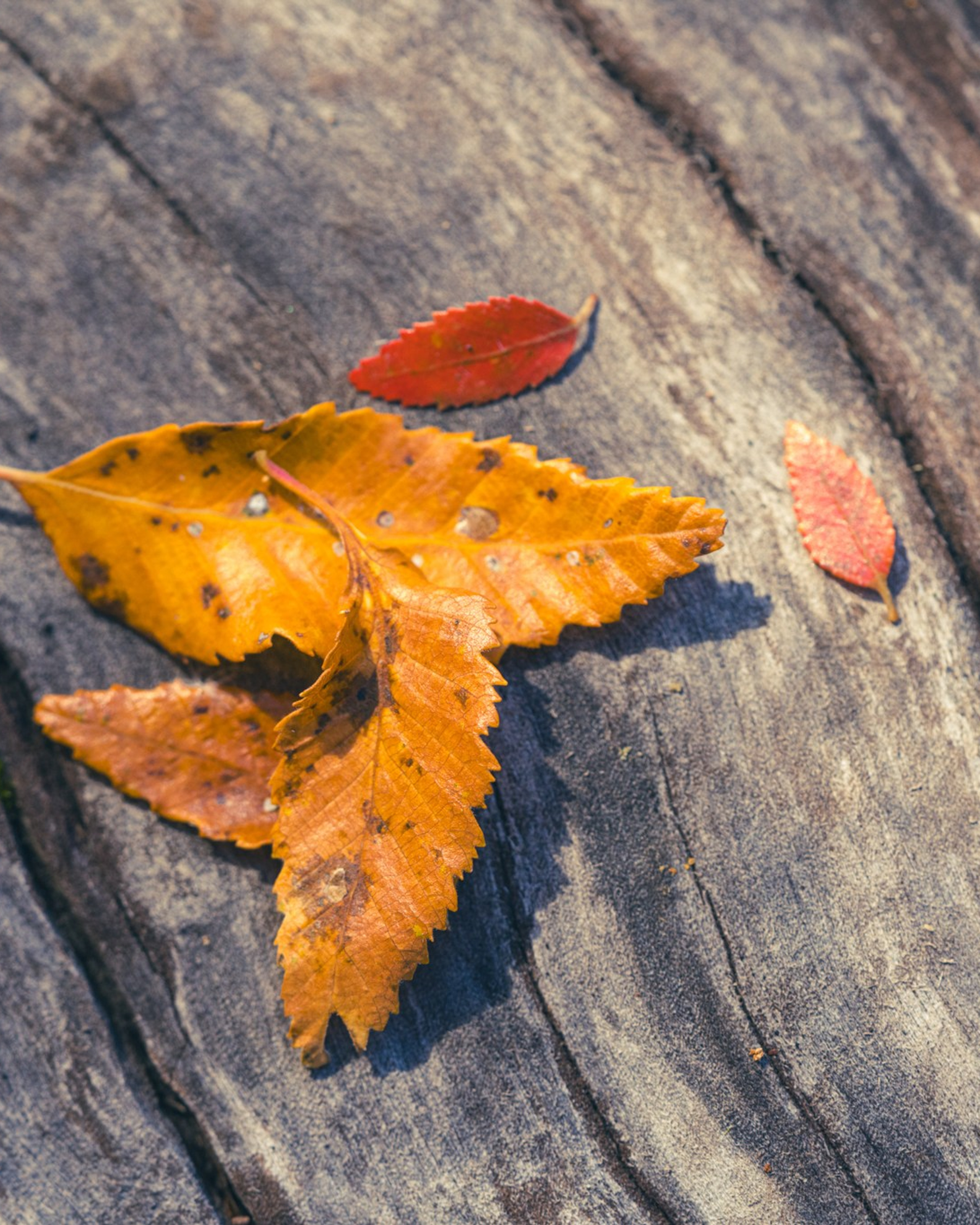 Otoño 2026 en la Araucanía