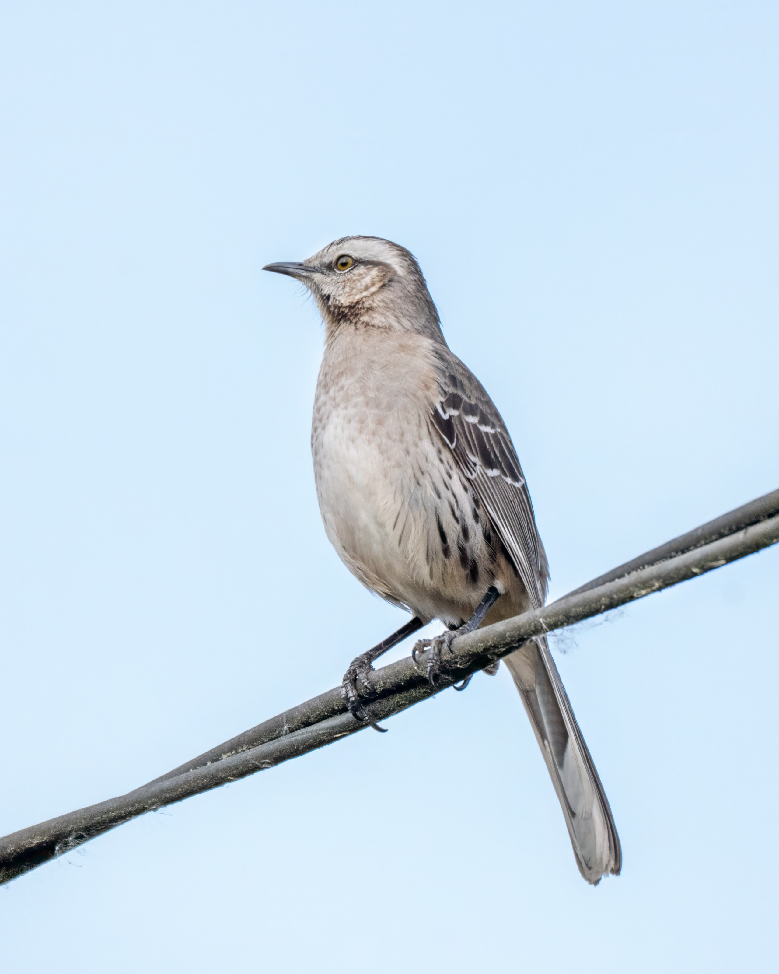 Aves Urbanas