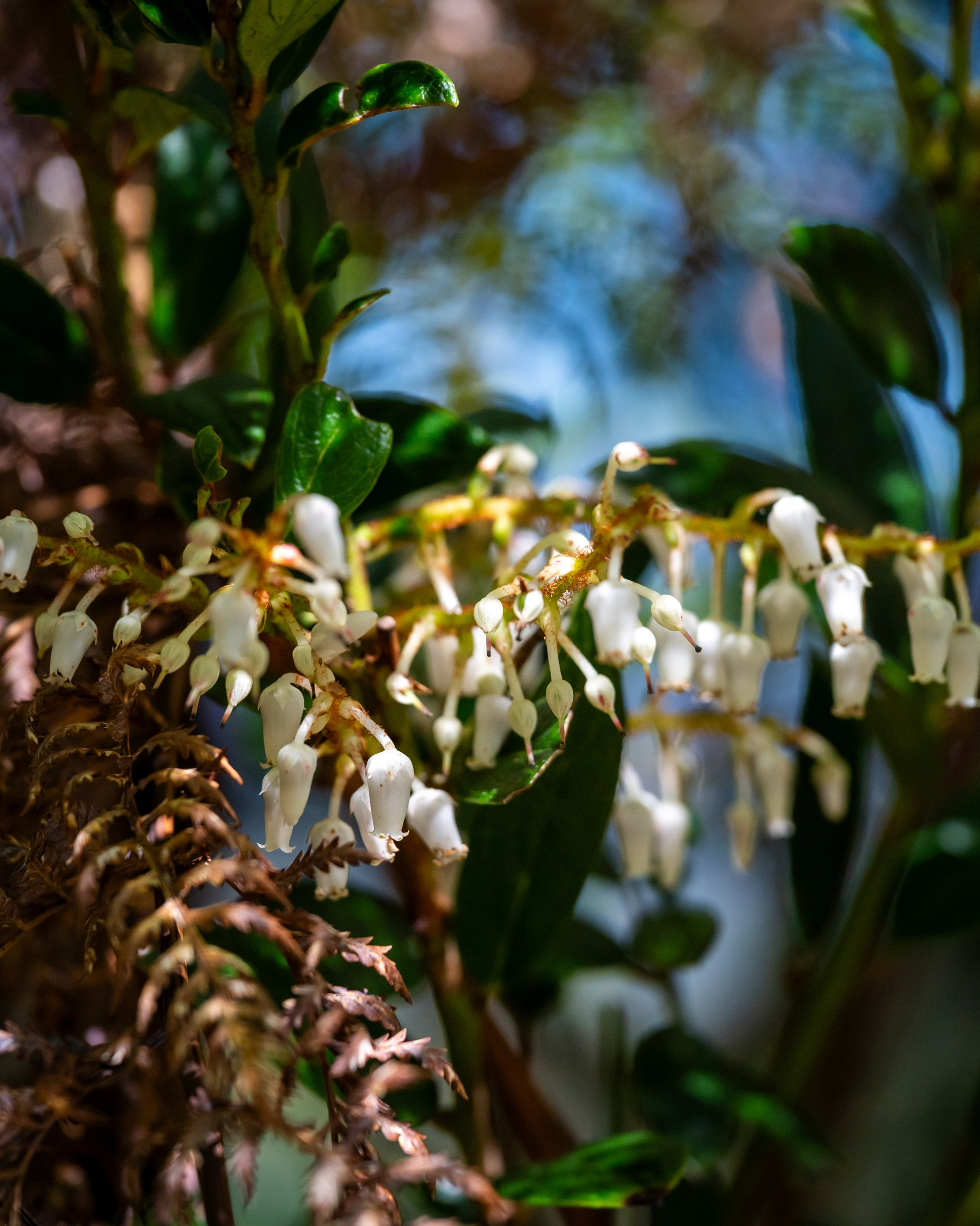 Selva Valdiviana