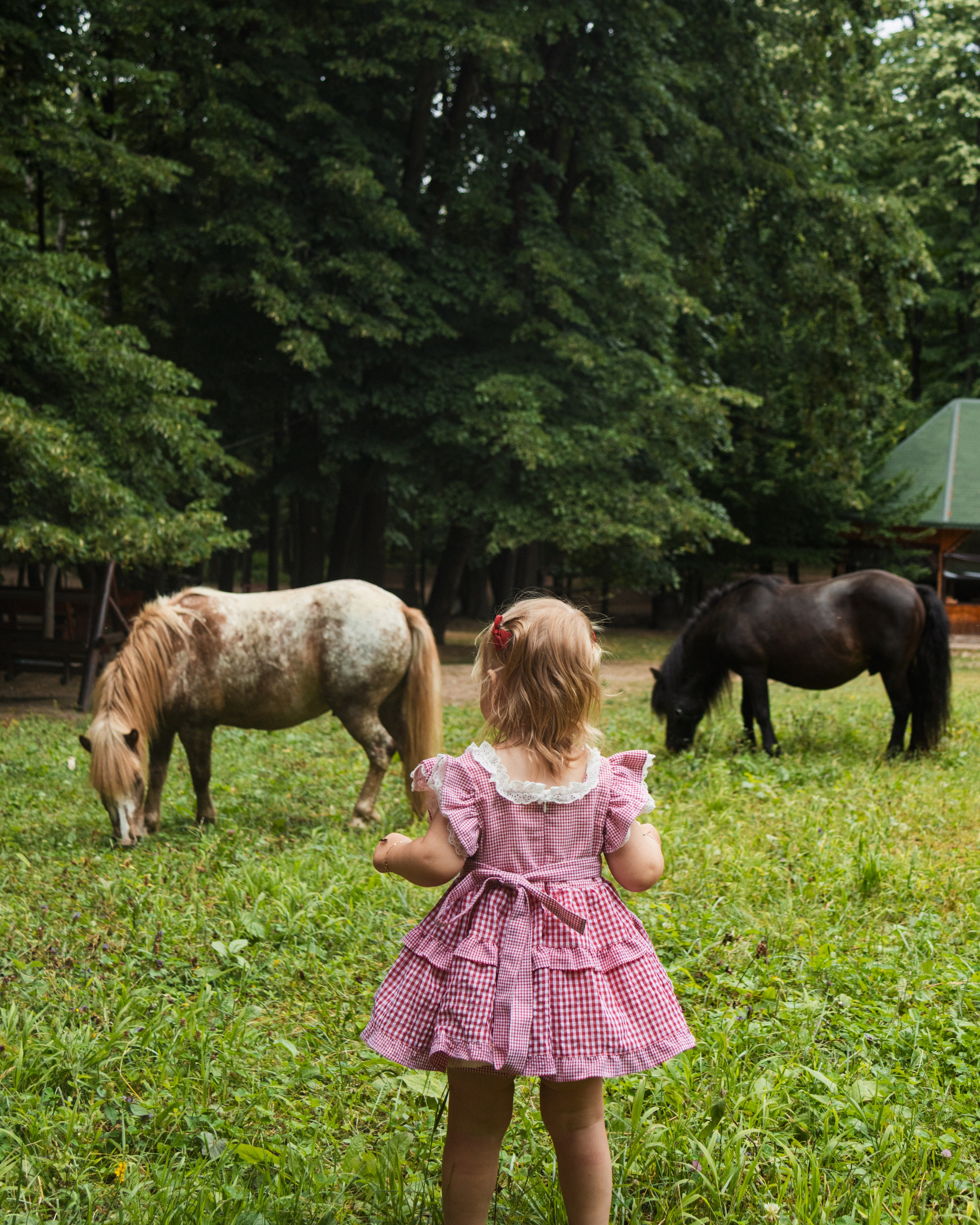 Family Session — Farm with Ponies