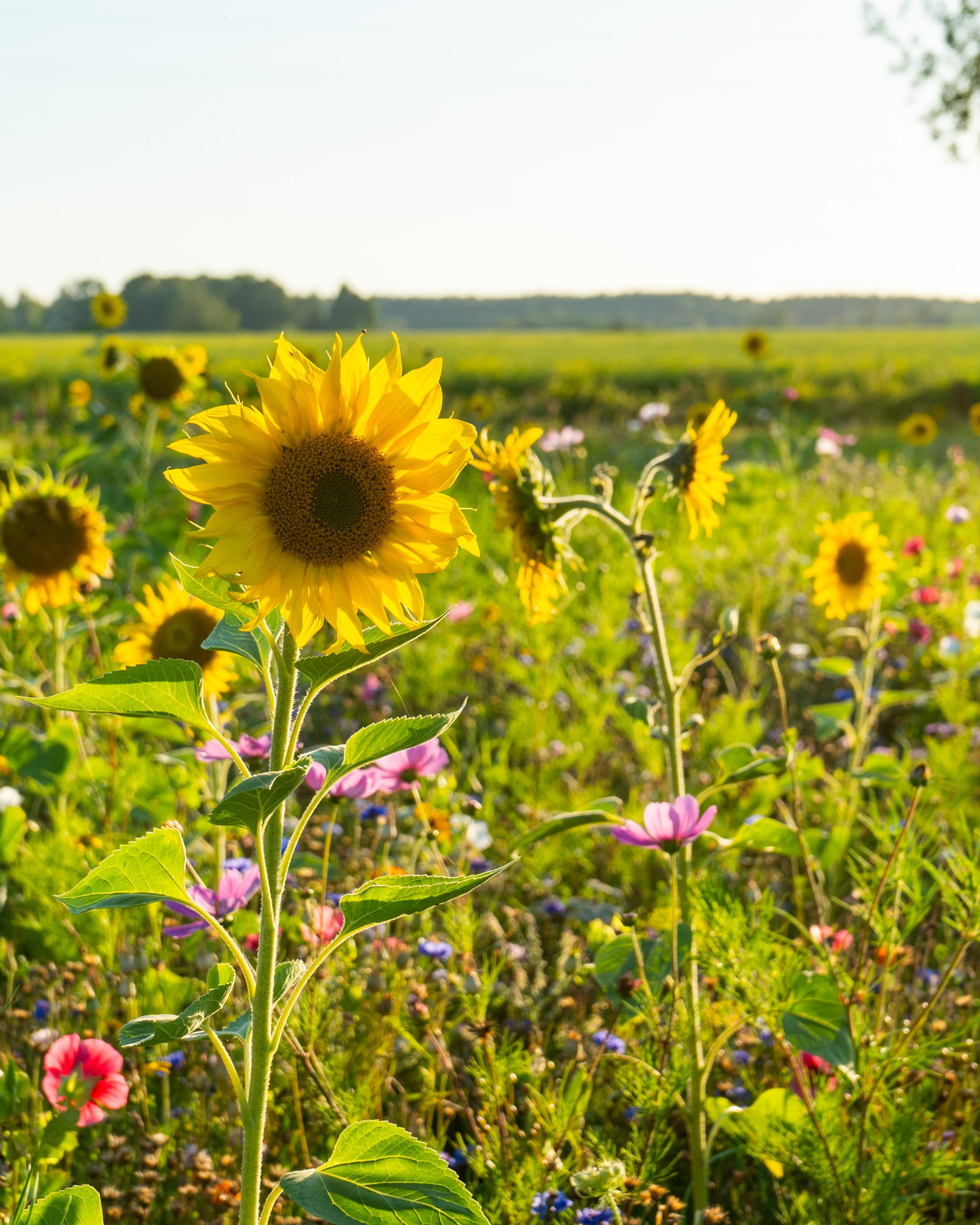 Whispers of Estonia