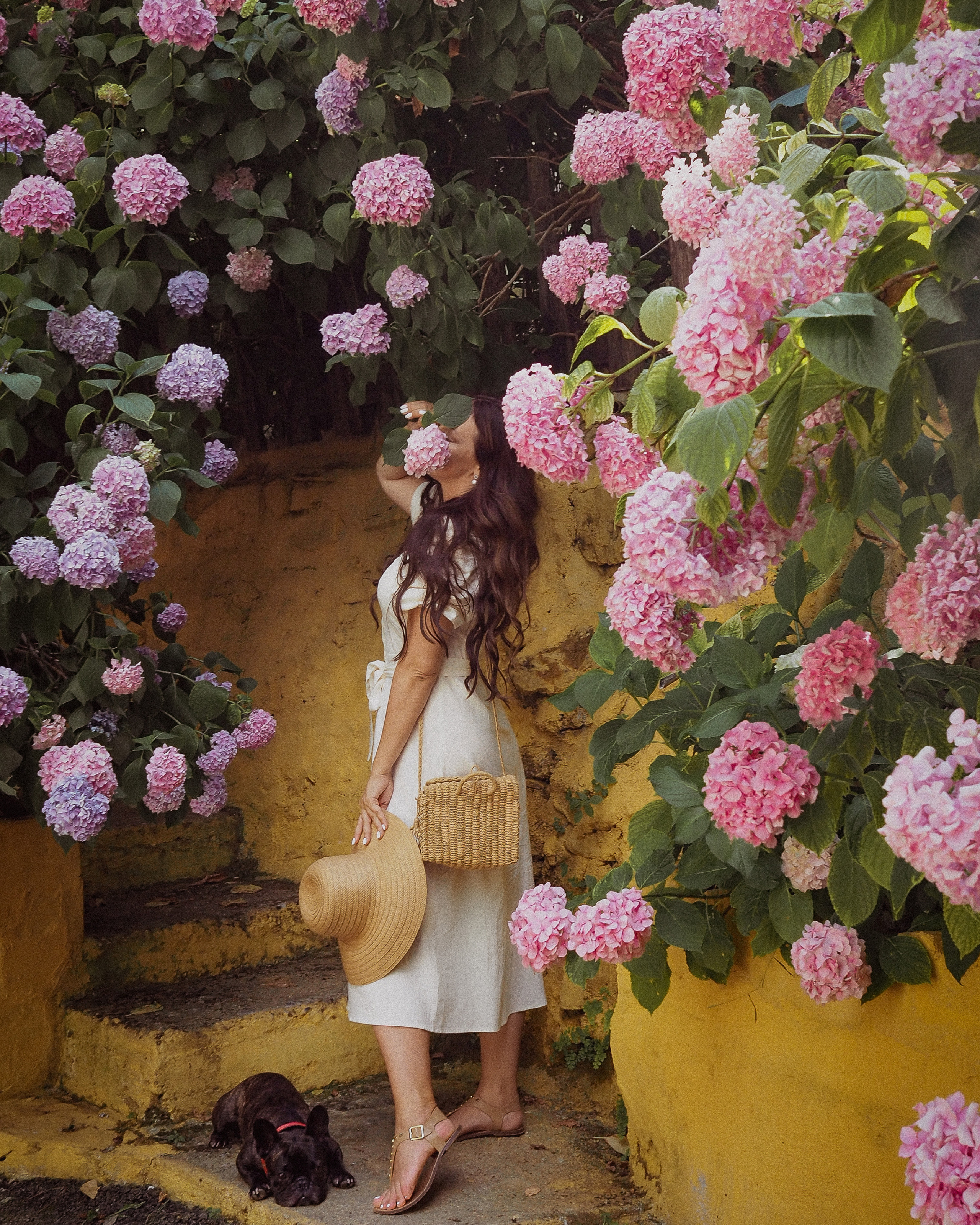 Цветение Гортензии