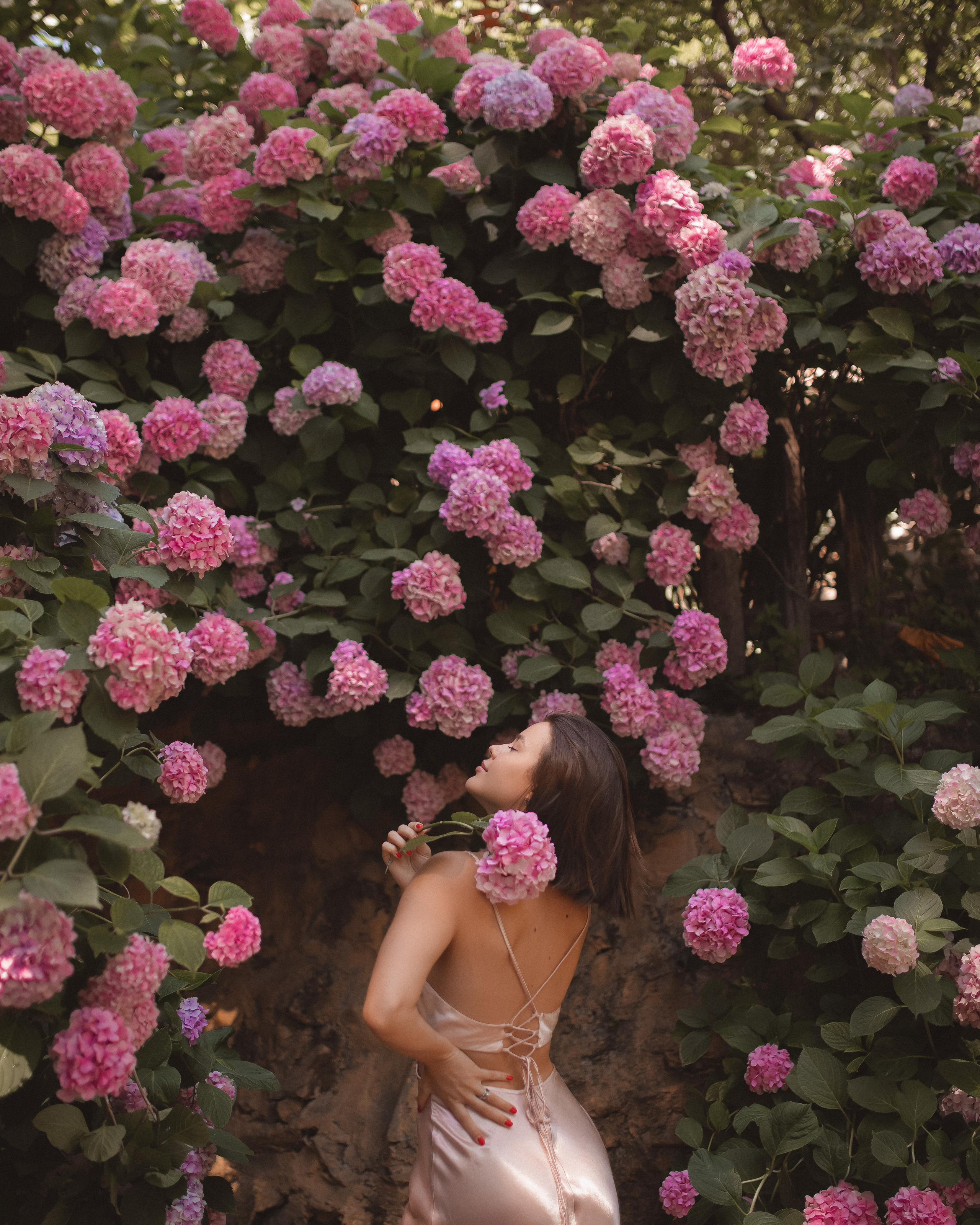 Цветение Гортензии