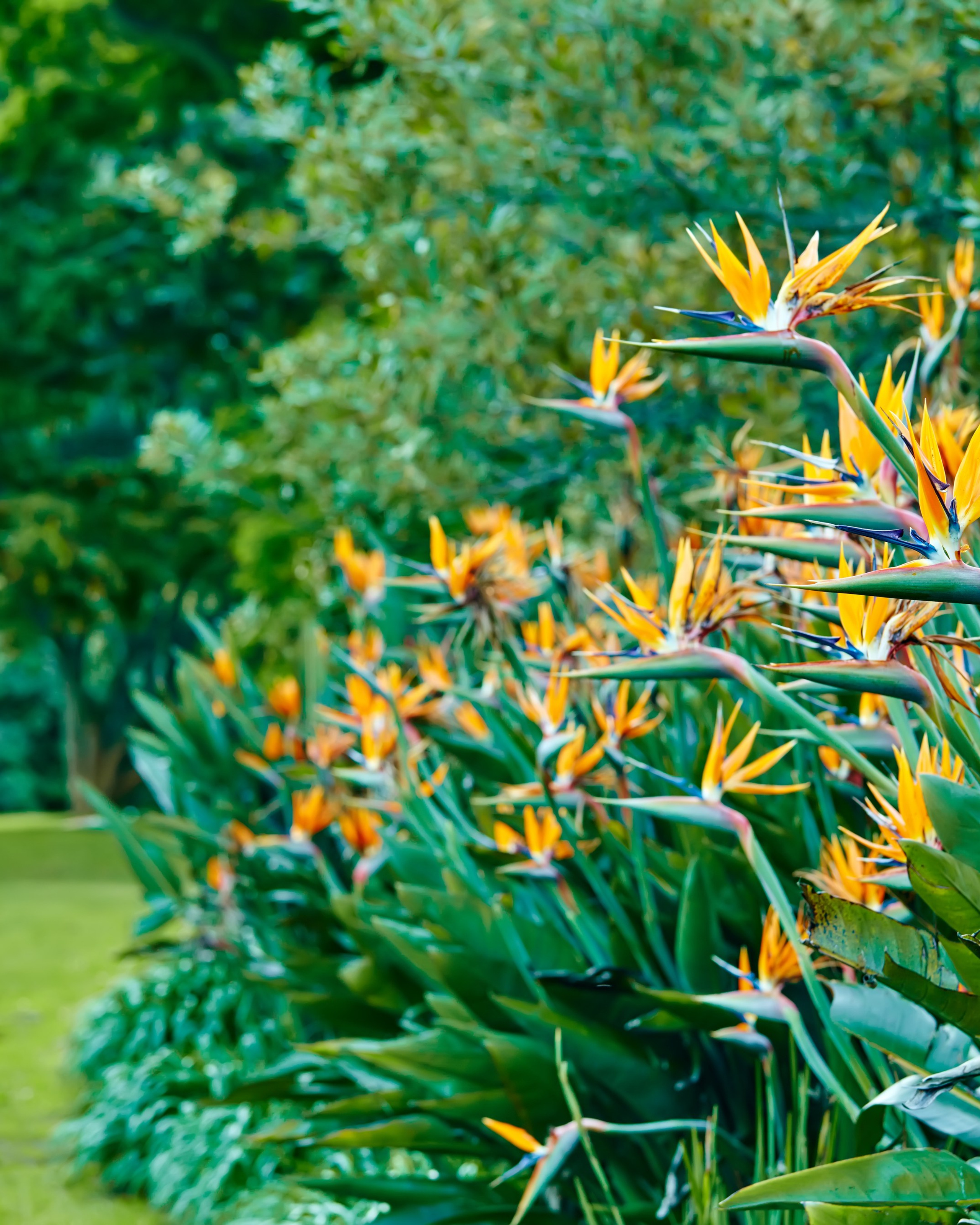 Κήπος Νίκαια