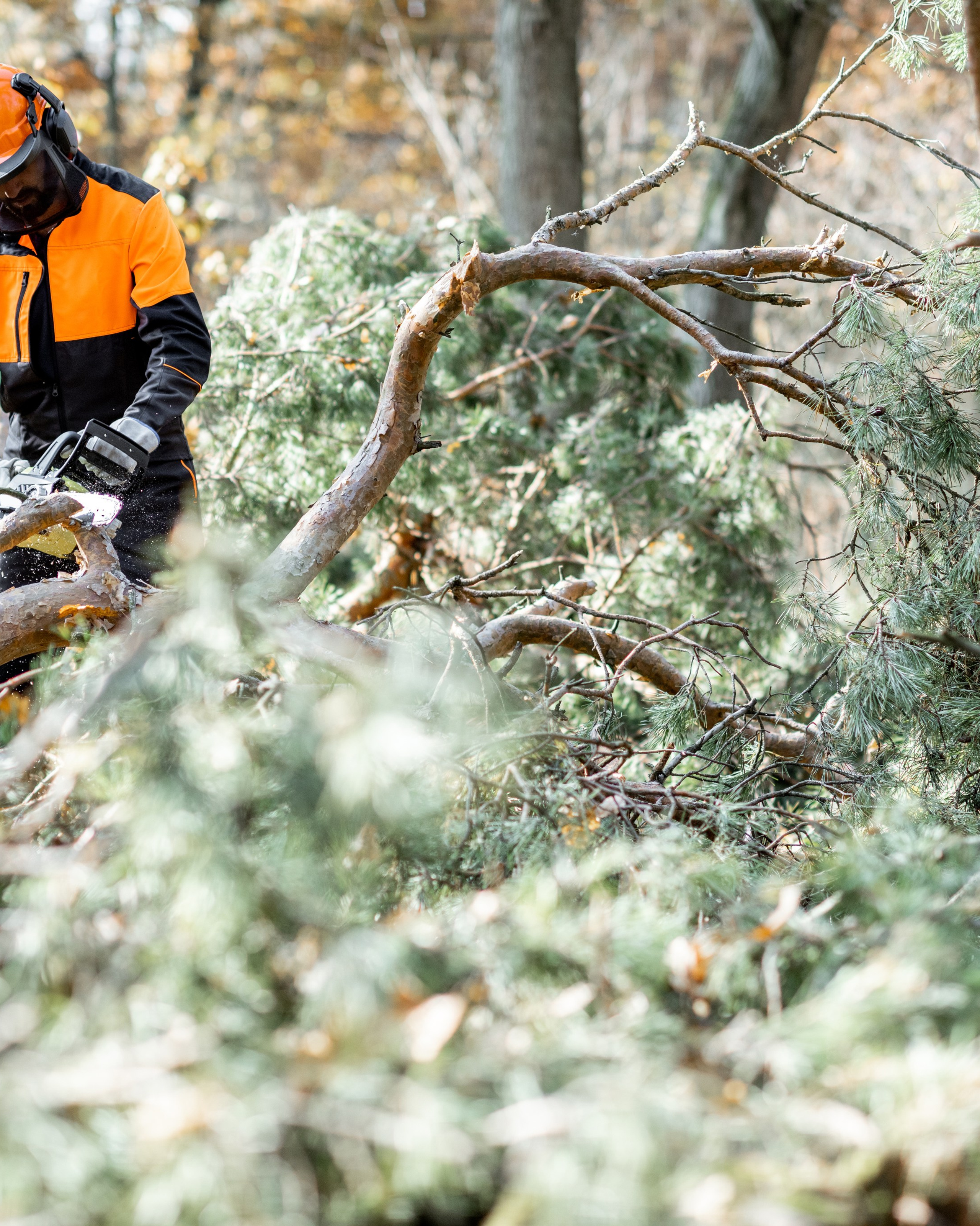 Κοπή-Κλάδεμα-Διαμόρφωση-Καθάρισμα Υψηλών Δέντρων