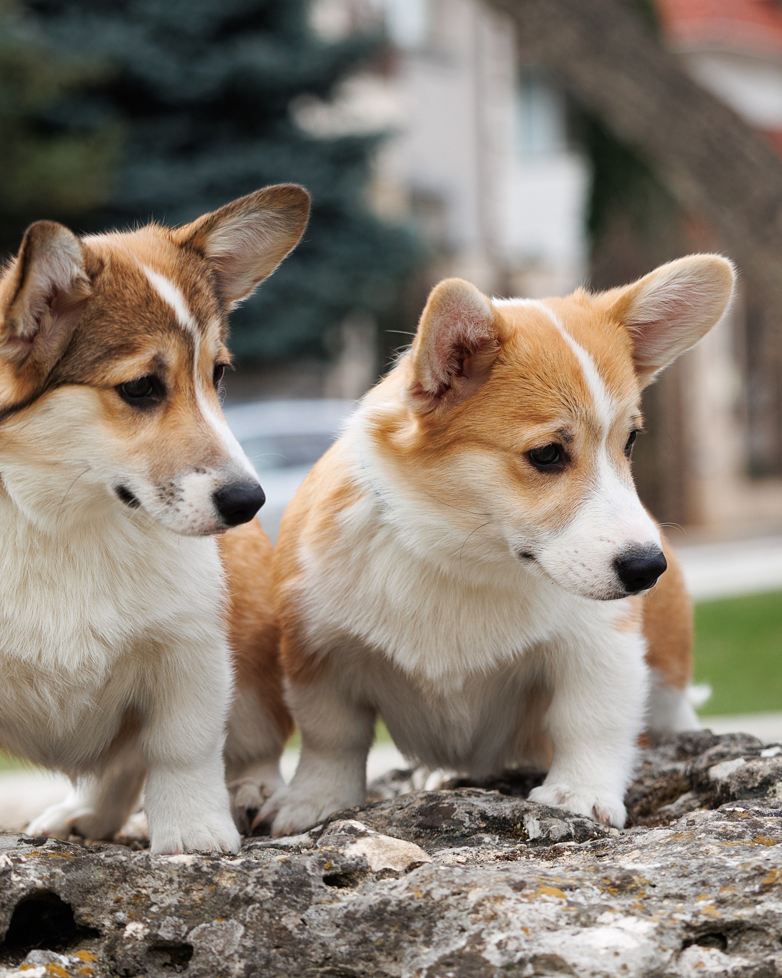 Welsh Corgi puppies