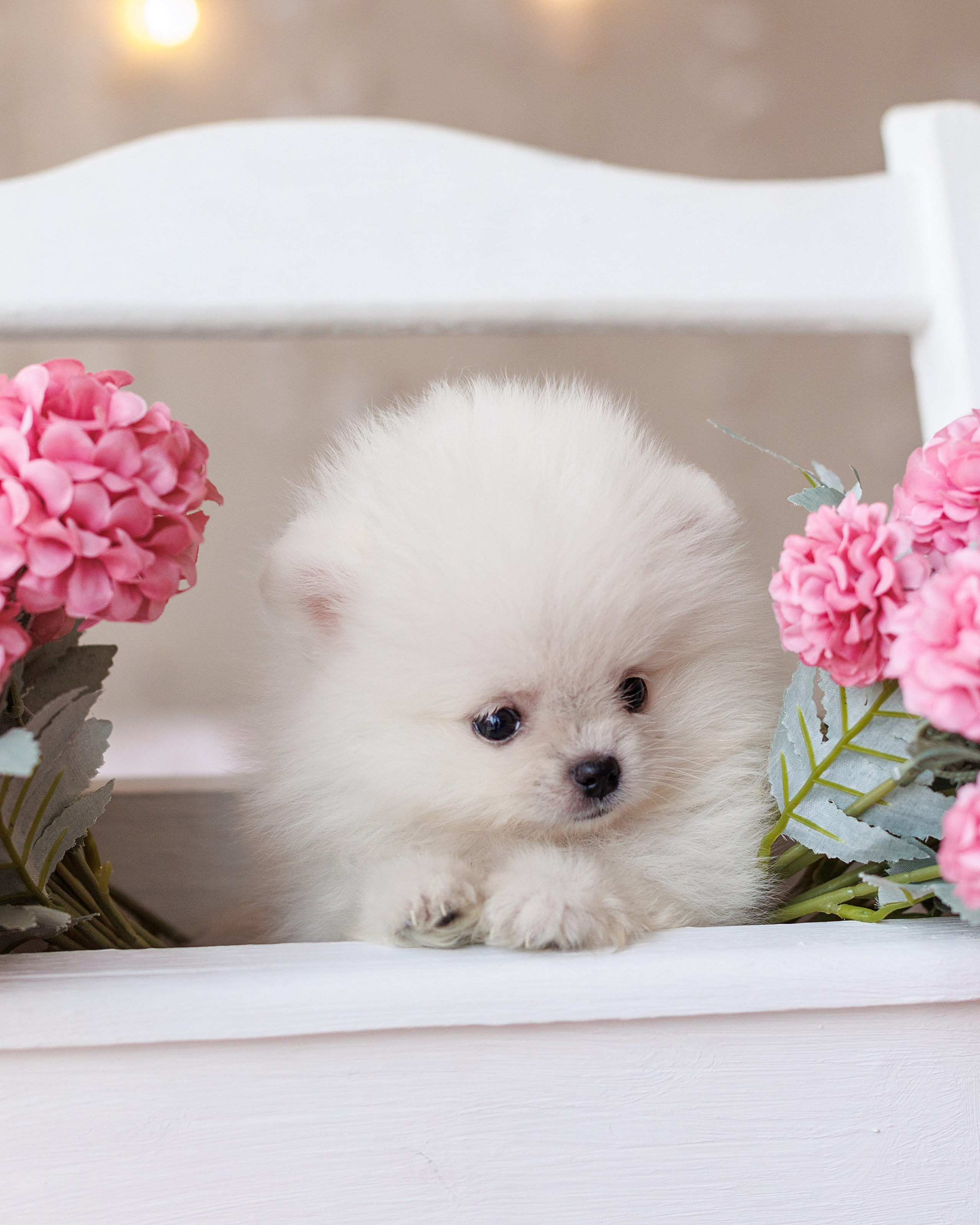 Pomeranian puppies