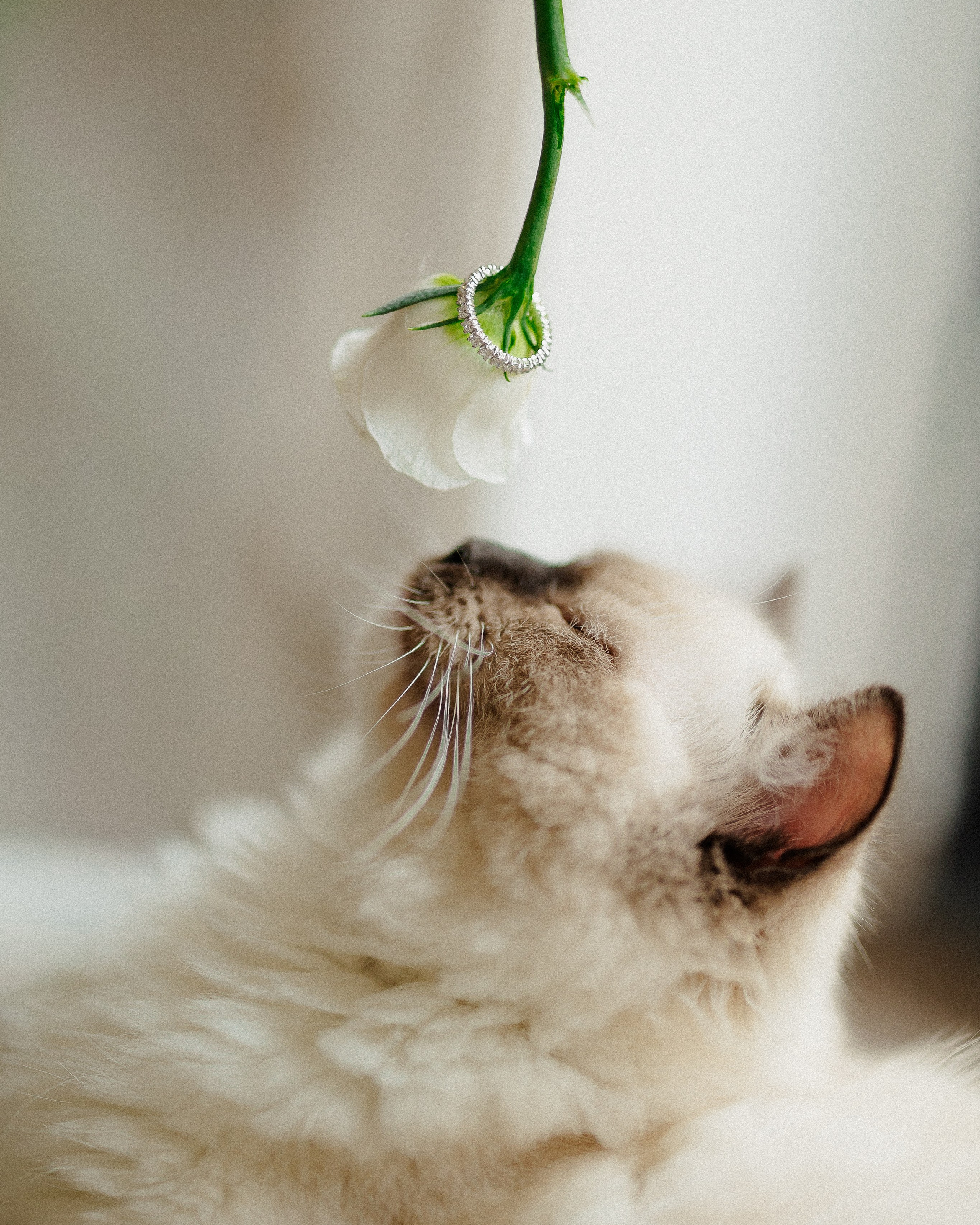 Wedding in Prague’s heart