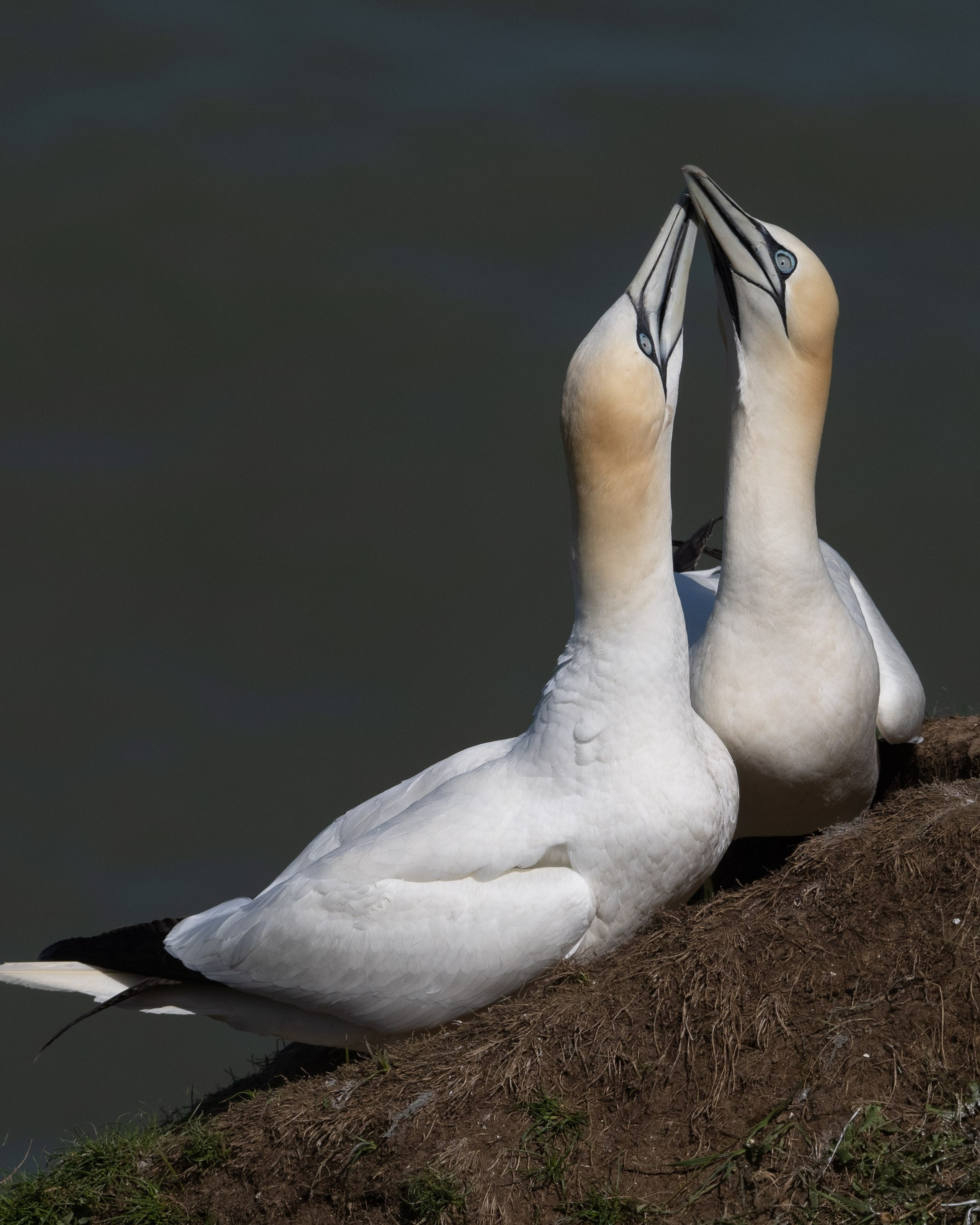 Wildlife Photography