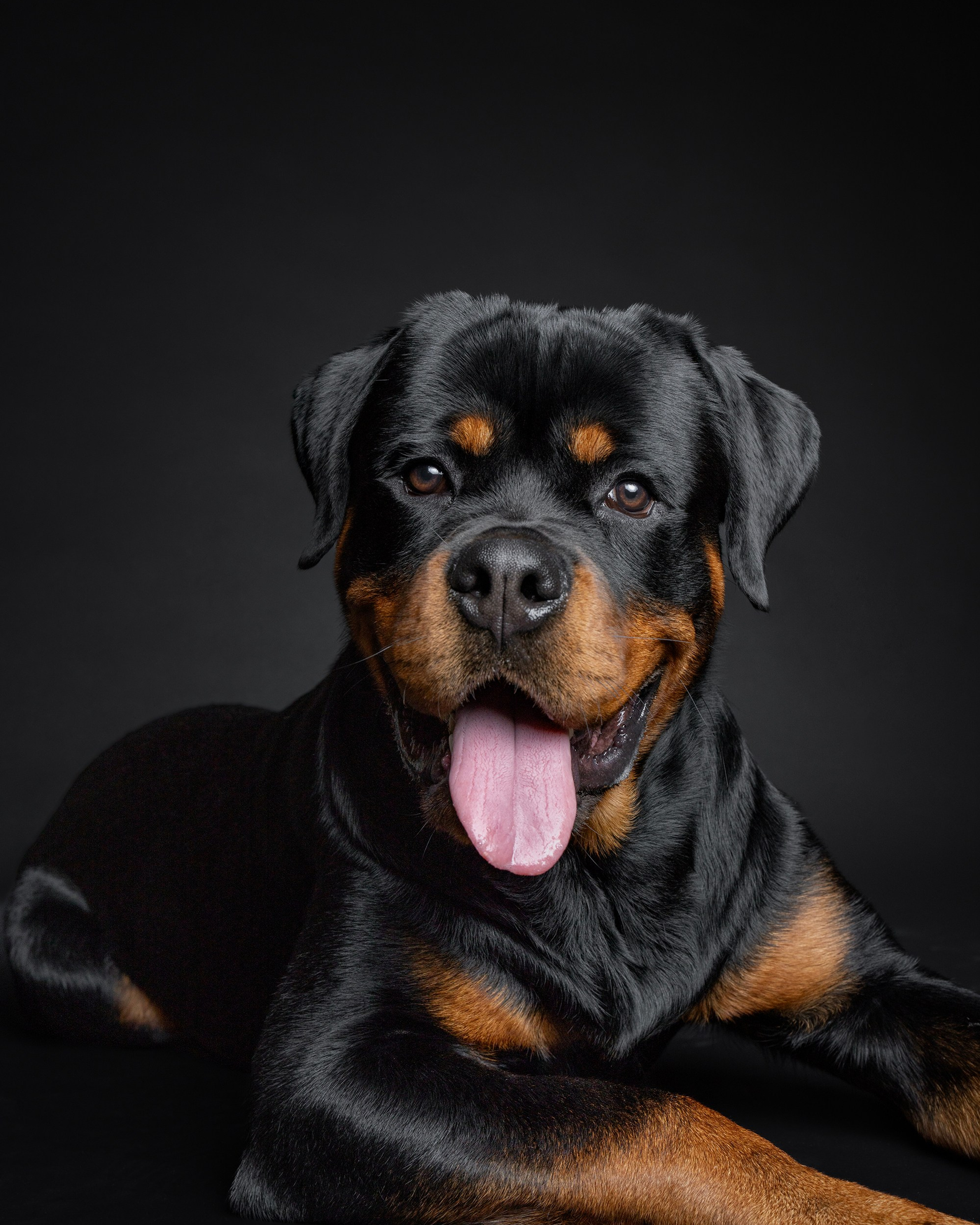 Rotveilerio Django fotosesija